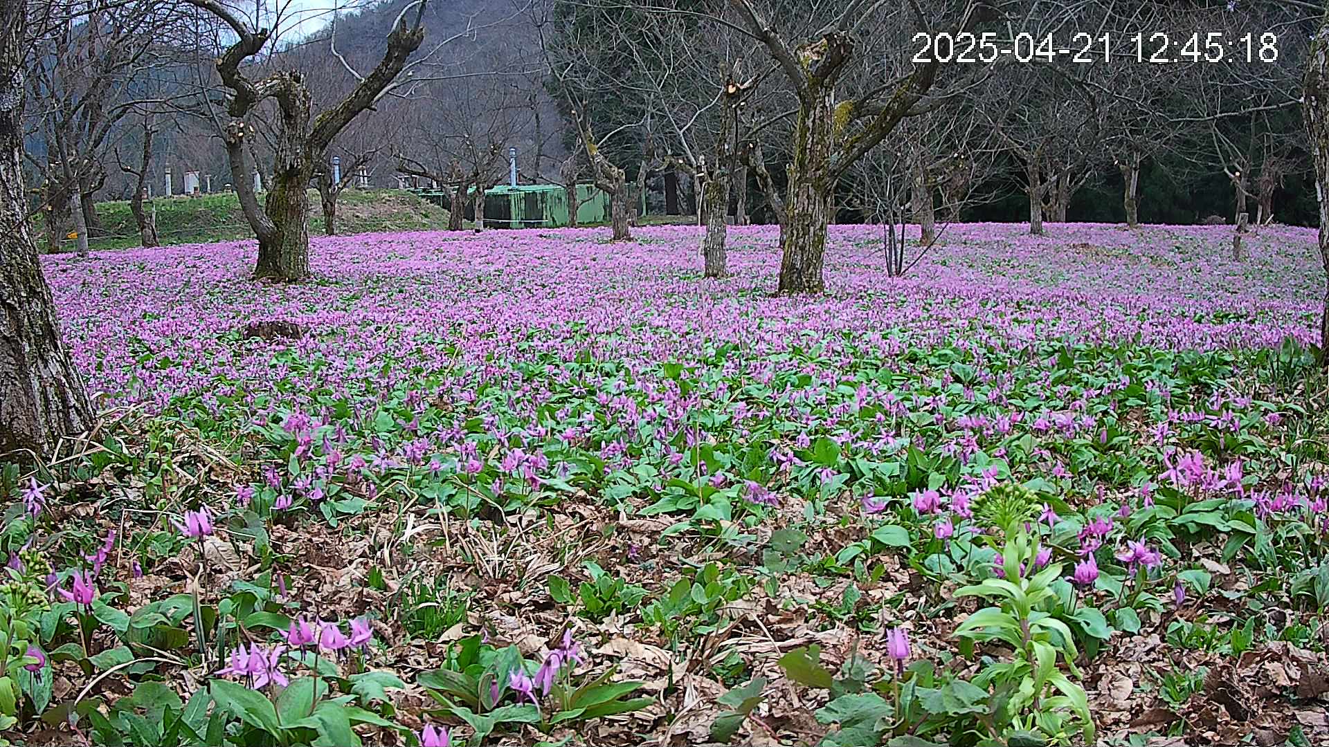 katakuri1-20250421124633.jpg