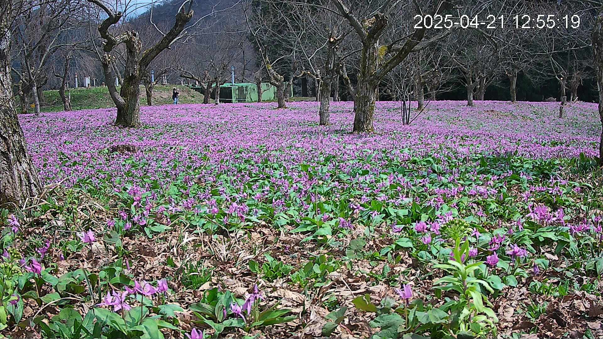katakuri1-20250421125623.jpg