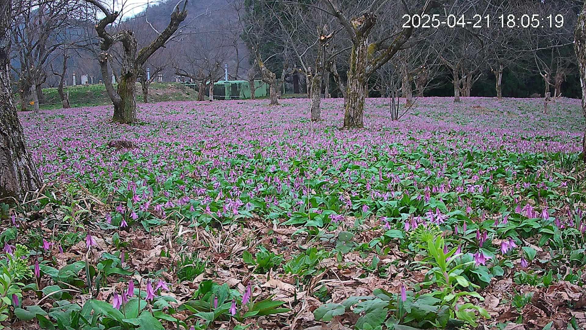 katakuri1-20250421180616.jpg