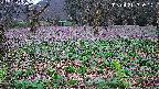 katakuri1-20250421180616.jpg