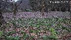 katakuri1-20250421182603.jpg