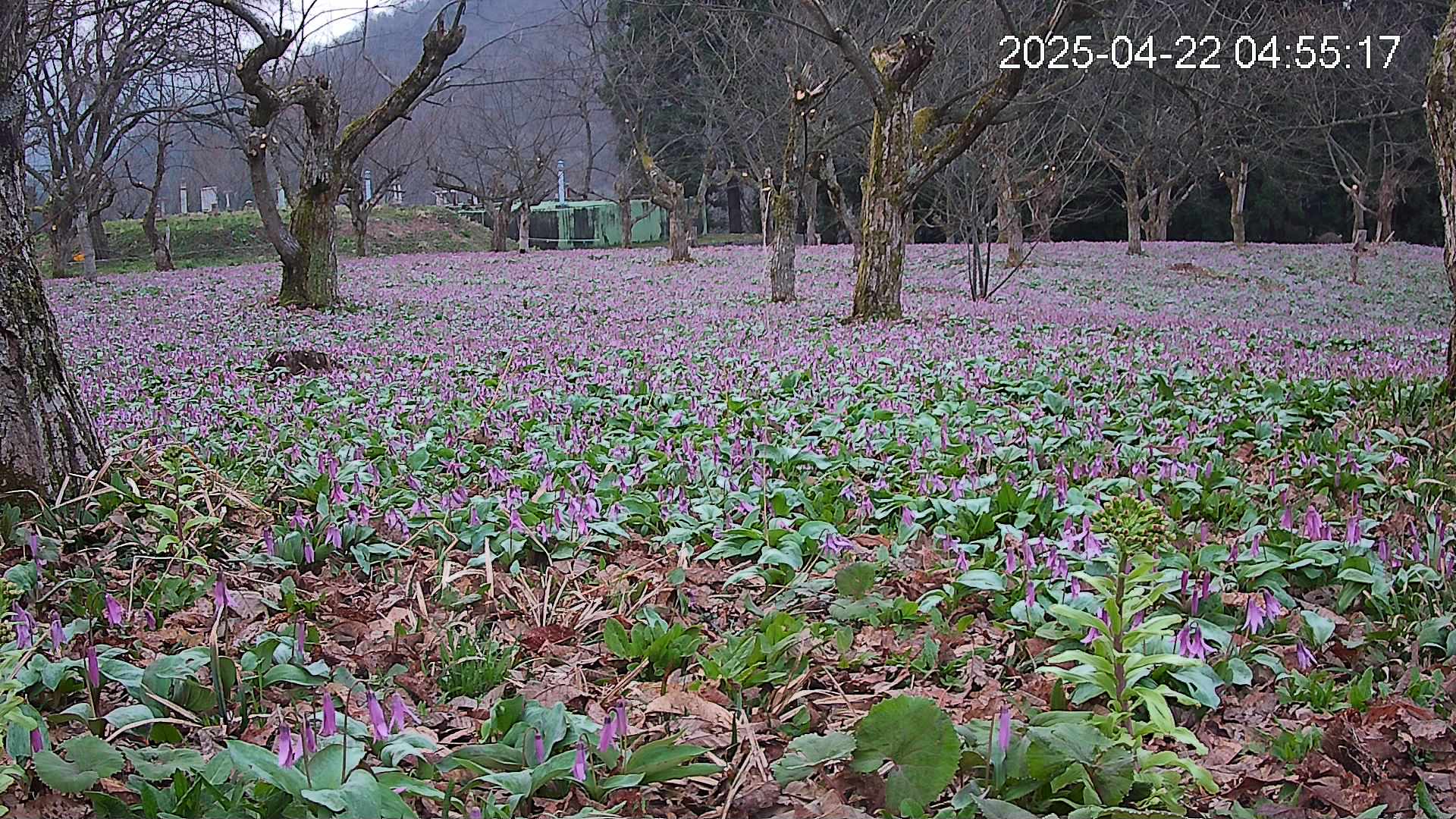 katakuri1-20250422045602.jpg