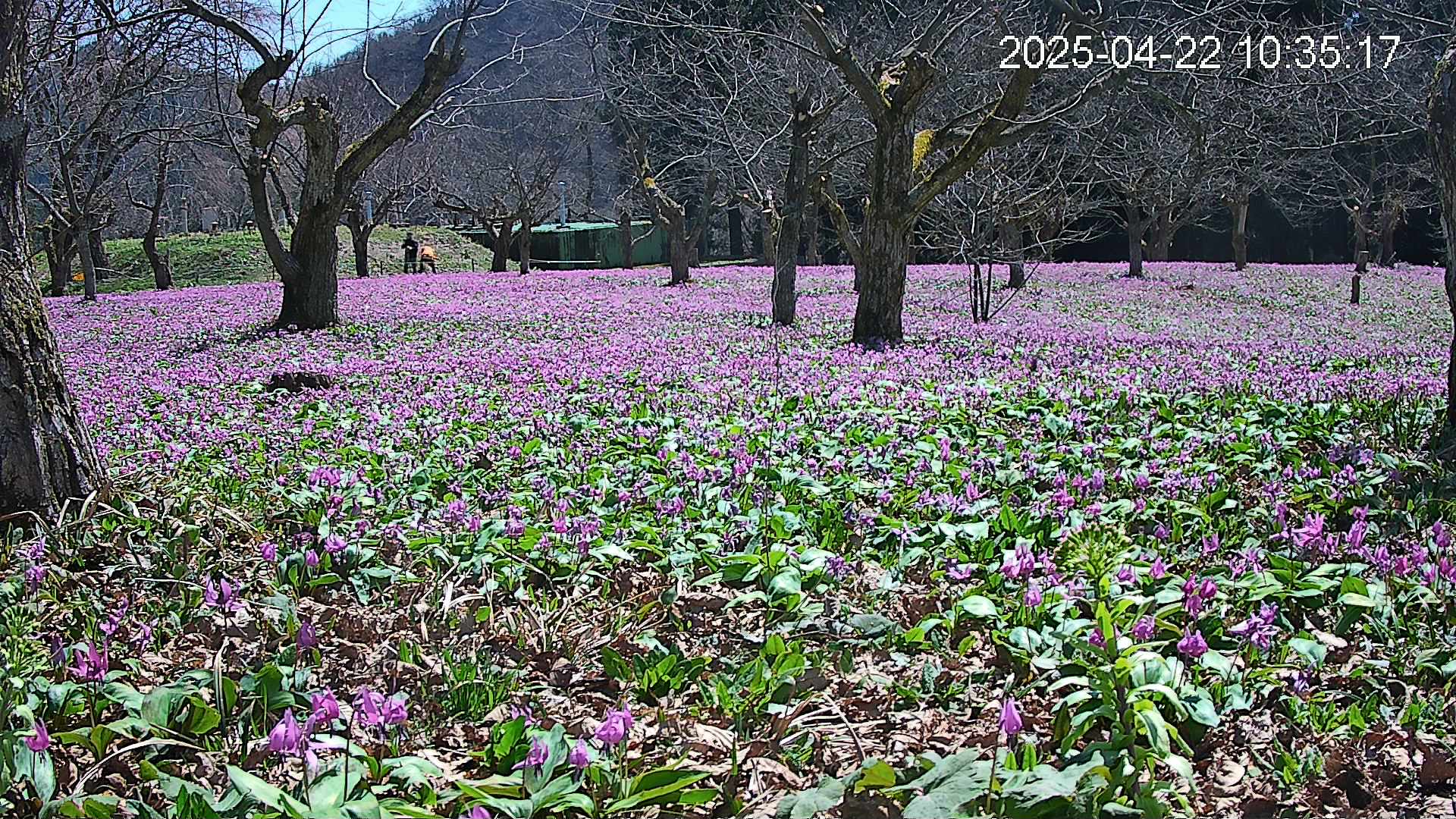 katakuri1-20250422103630.jpg