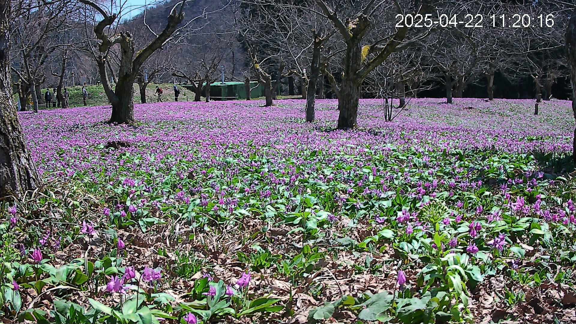 katakuri1-20250422112416.jpg