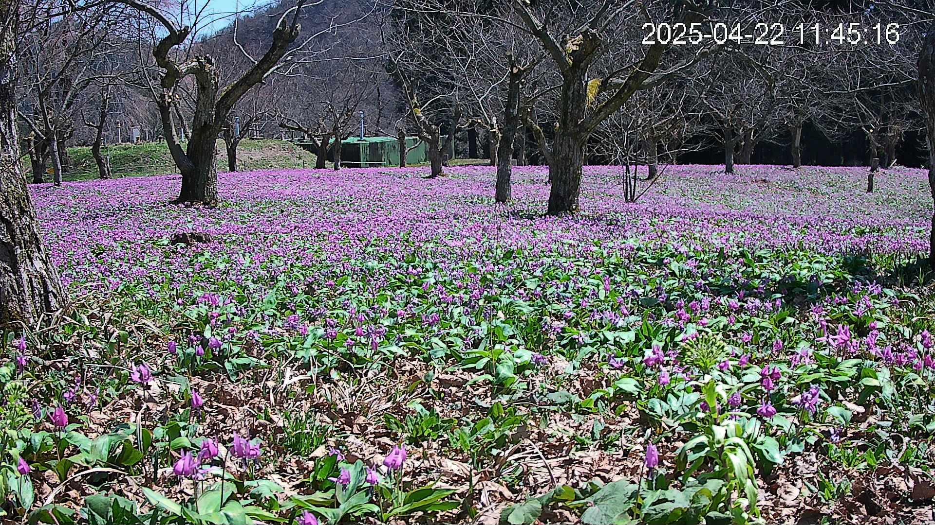 katakuri1-20250422114742.jpg