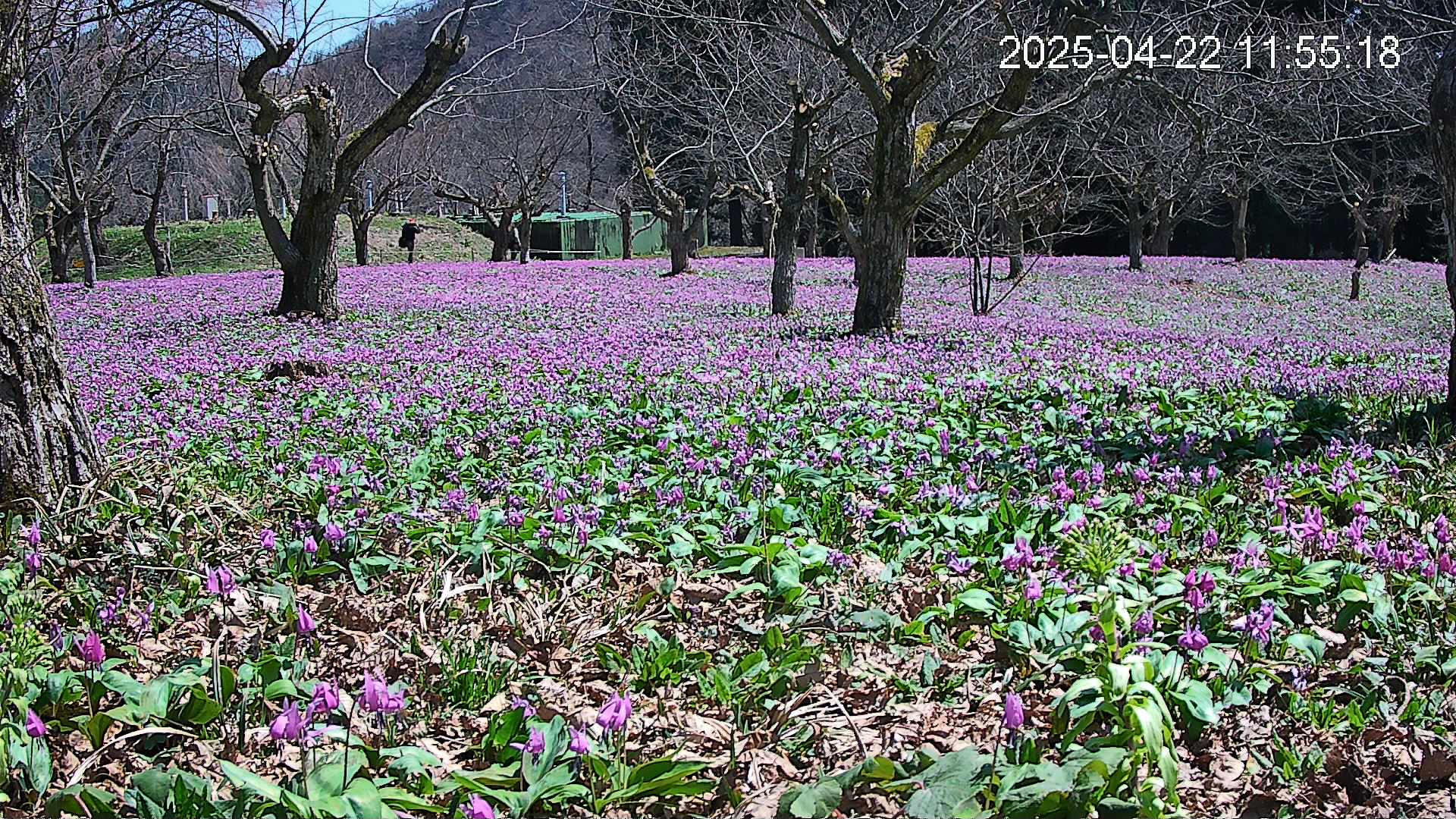 katakuri1-20250422115906.jpg