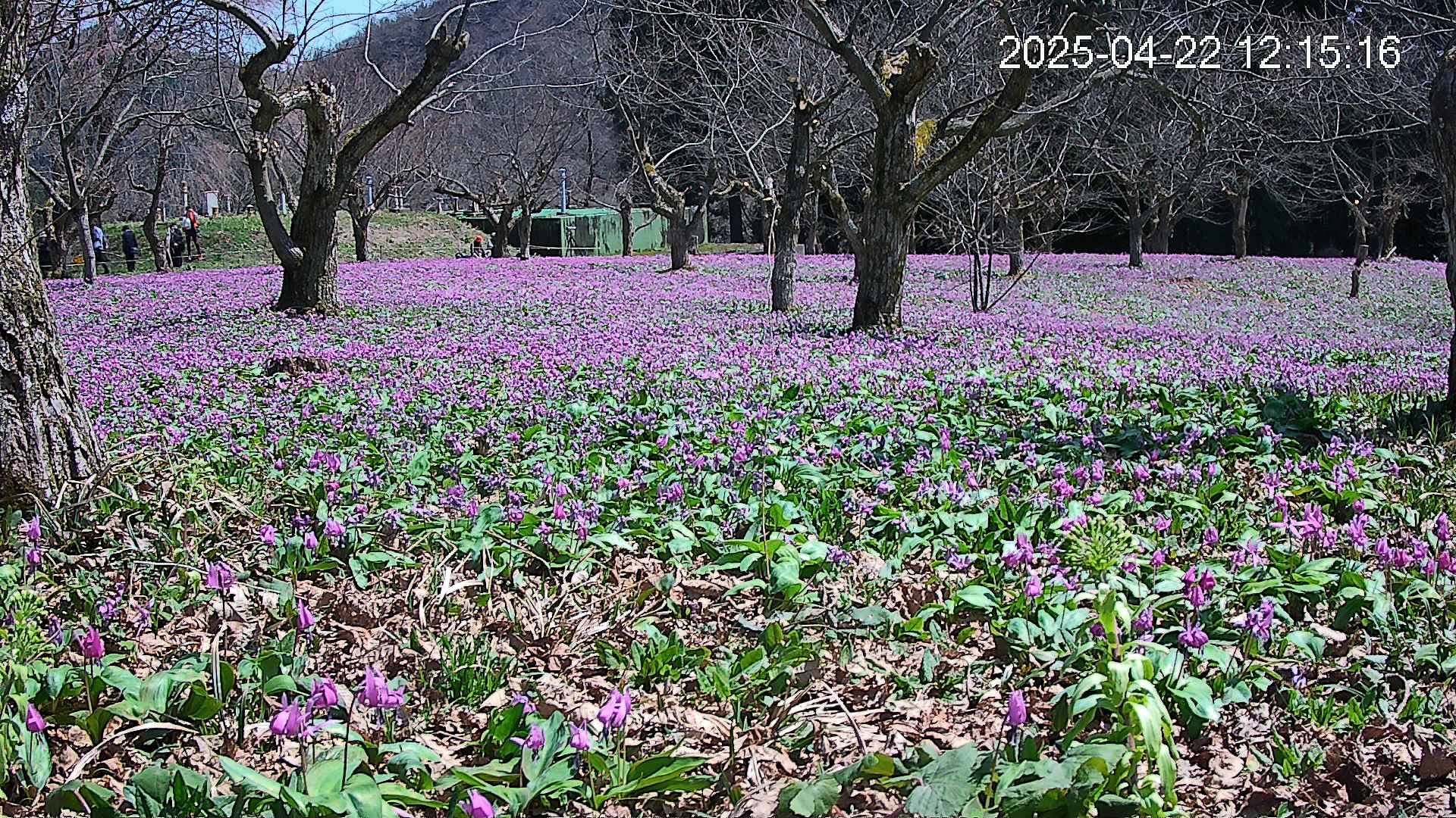 katakuri1-20250422121729.jpg