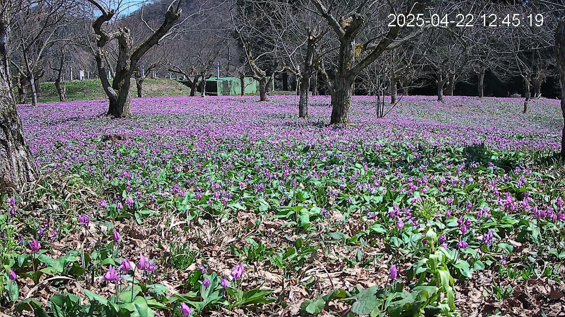katakuri1-20250422124842.jpg