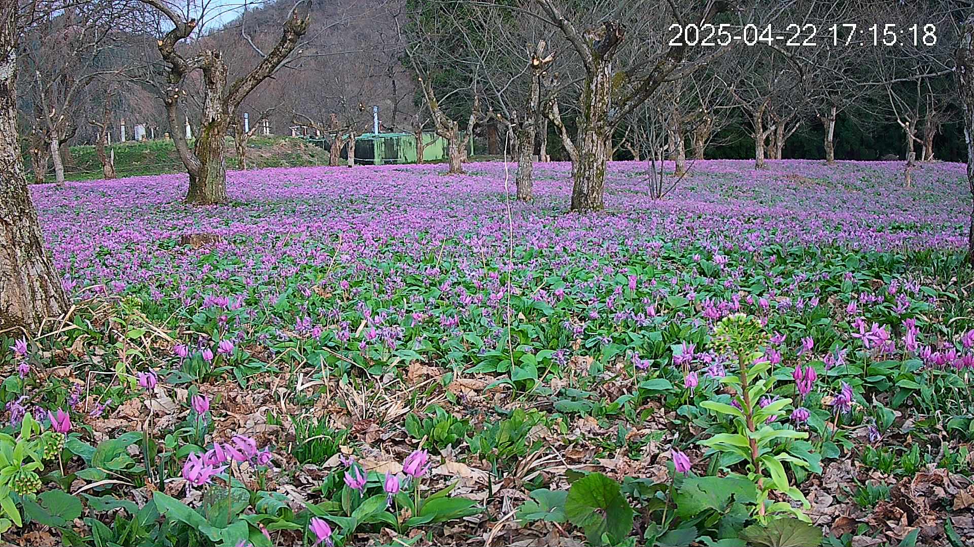 katakuri1-20250422171613.jpg