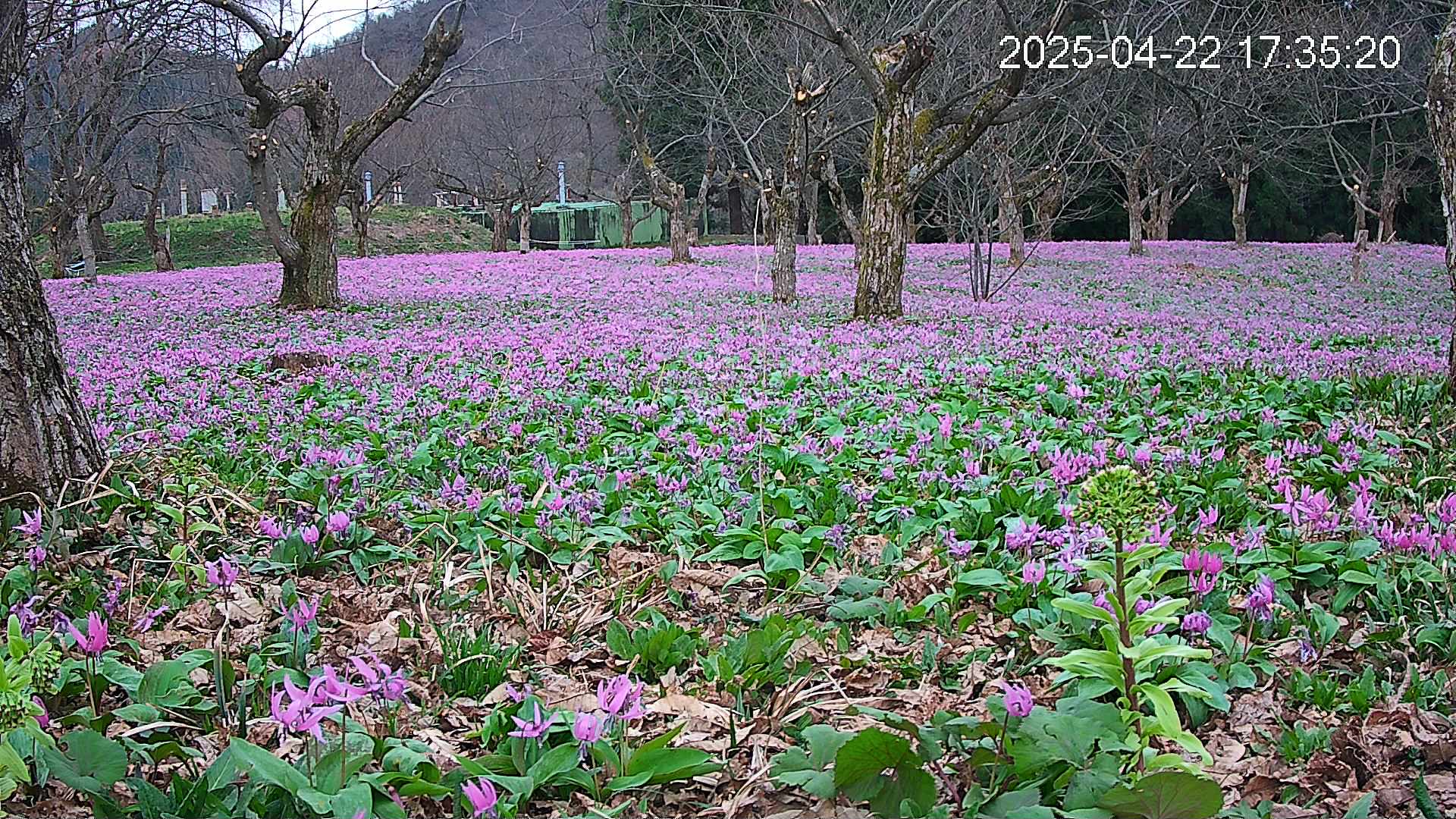 katakuri1-20250422173617.jpg