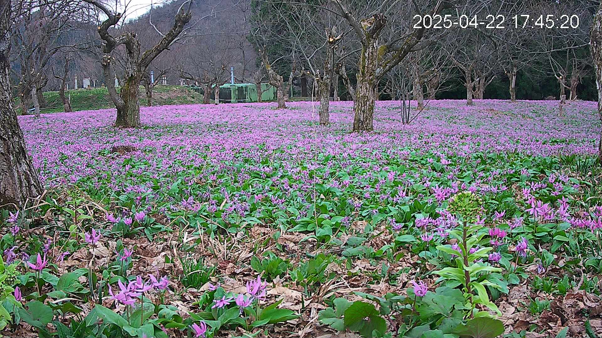 katakuri1-20250422174617.jpg