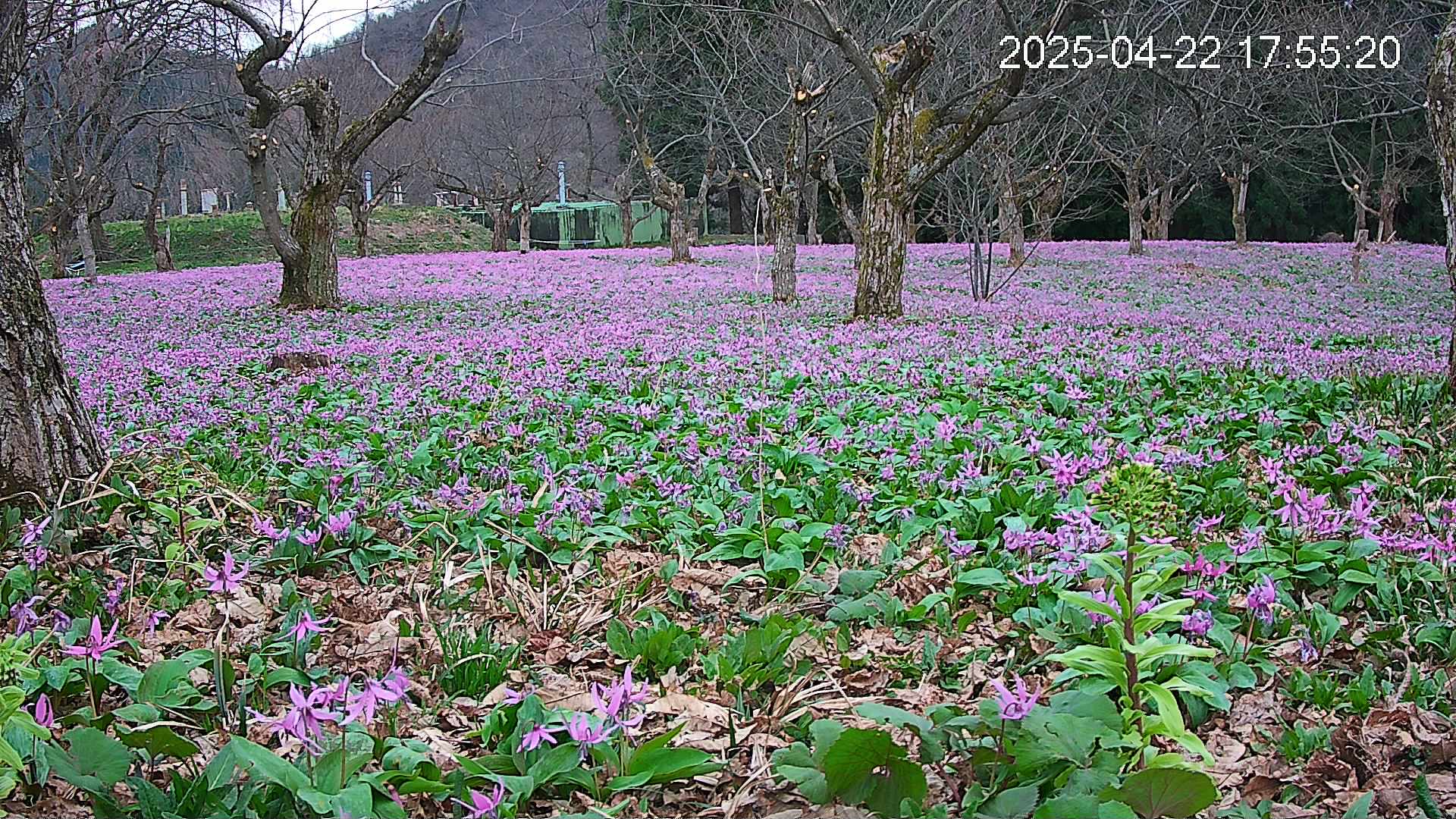 katakuri1-20250422175617.jpg