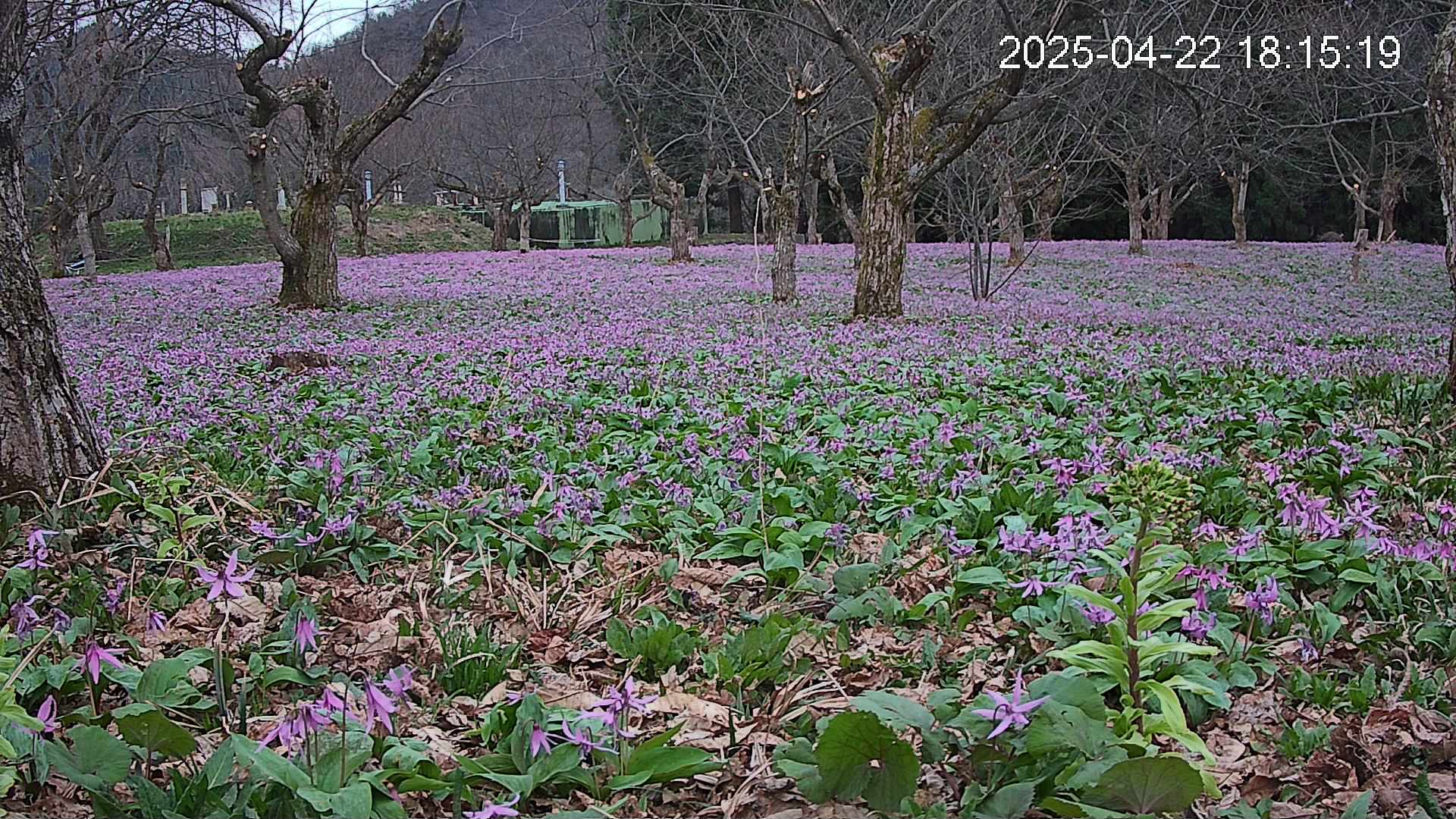 katakuri1-20250422181606.jpg