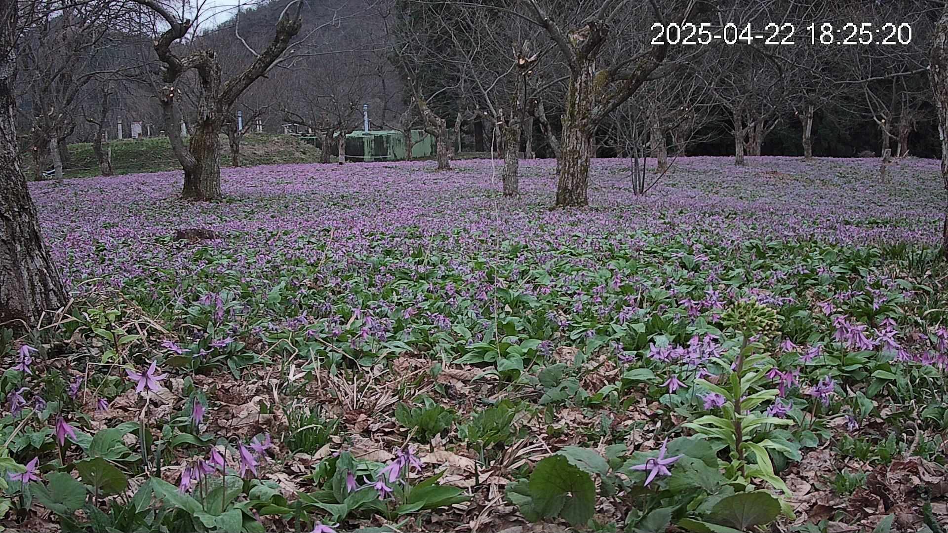 katakuri1-20250422182607.jpg