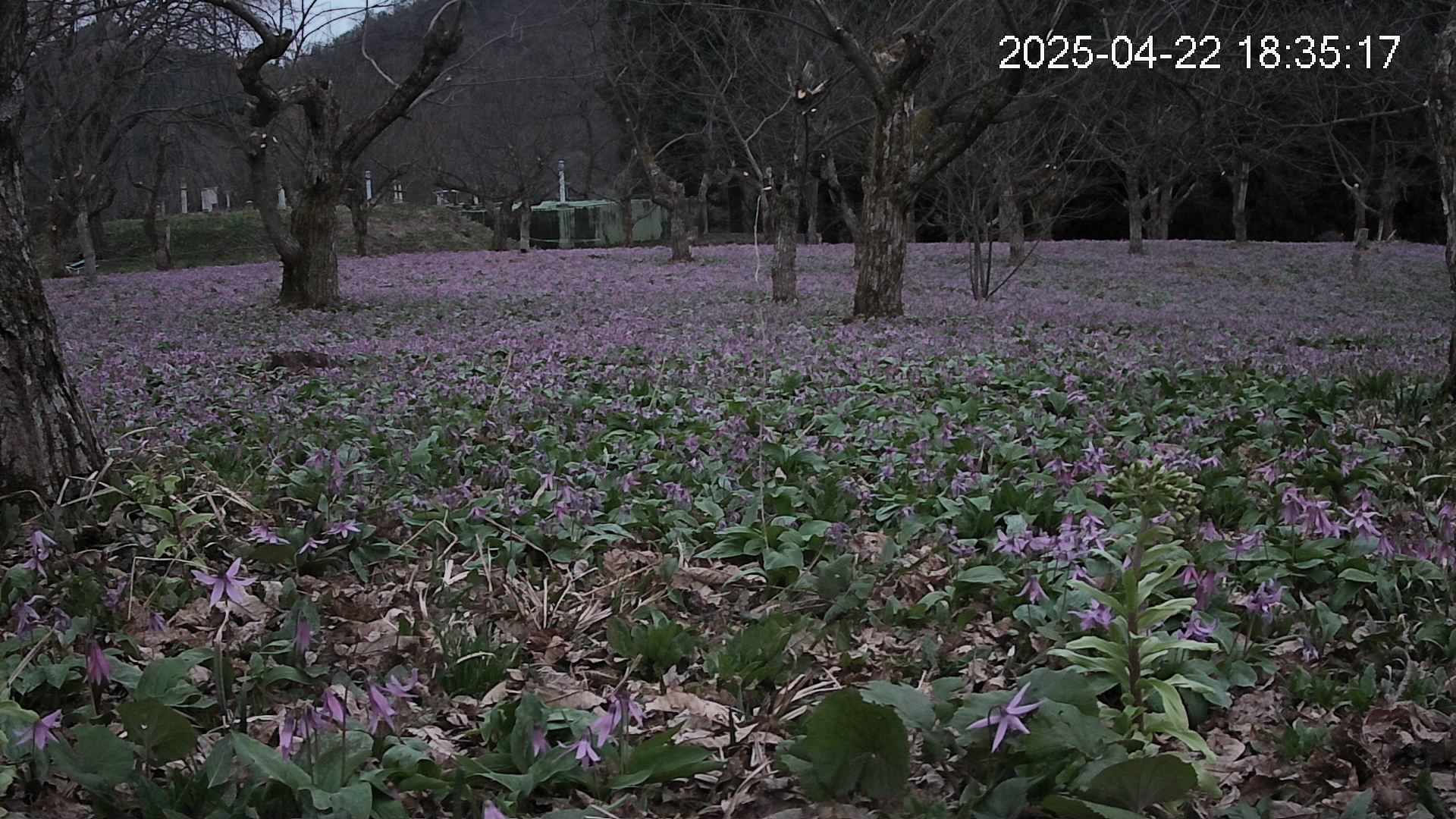 katakuri1-20250422183547.jpg