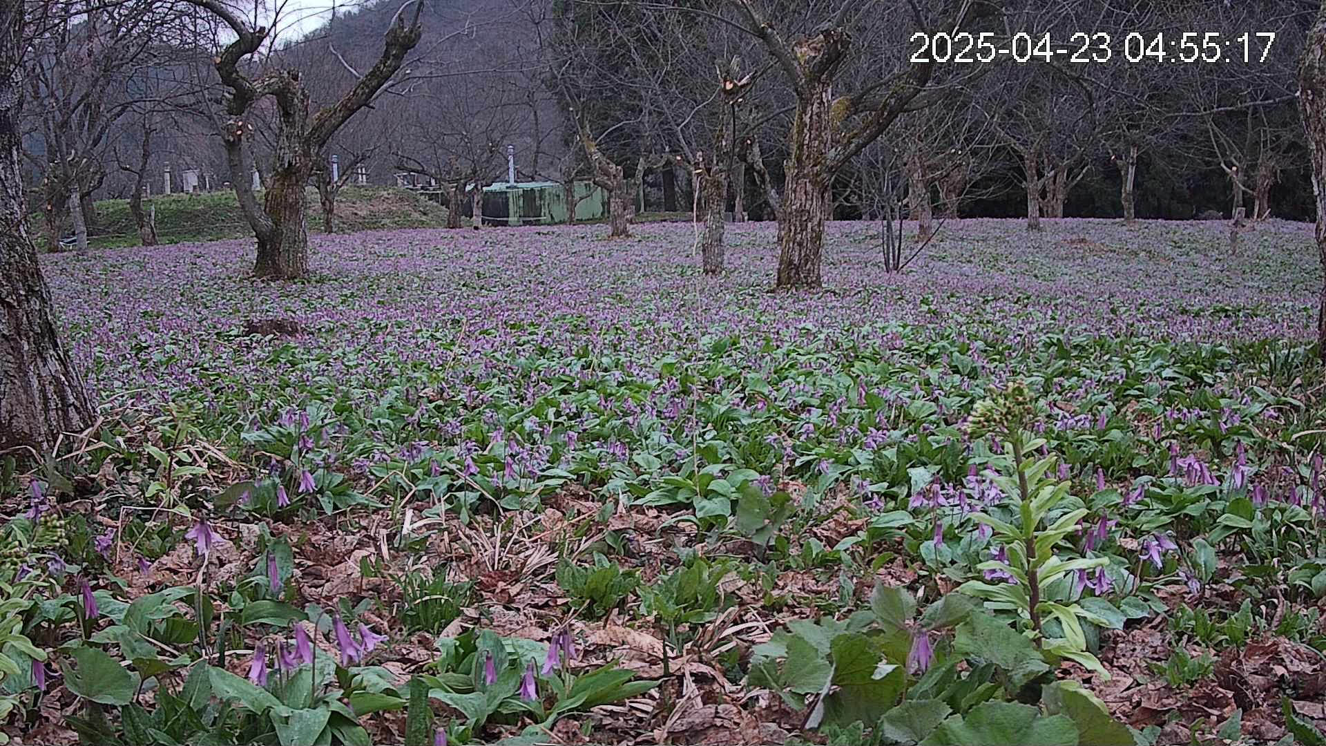 katakuri1-20250423045556.jpg
