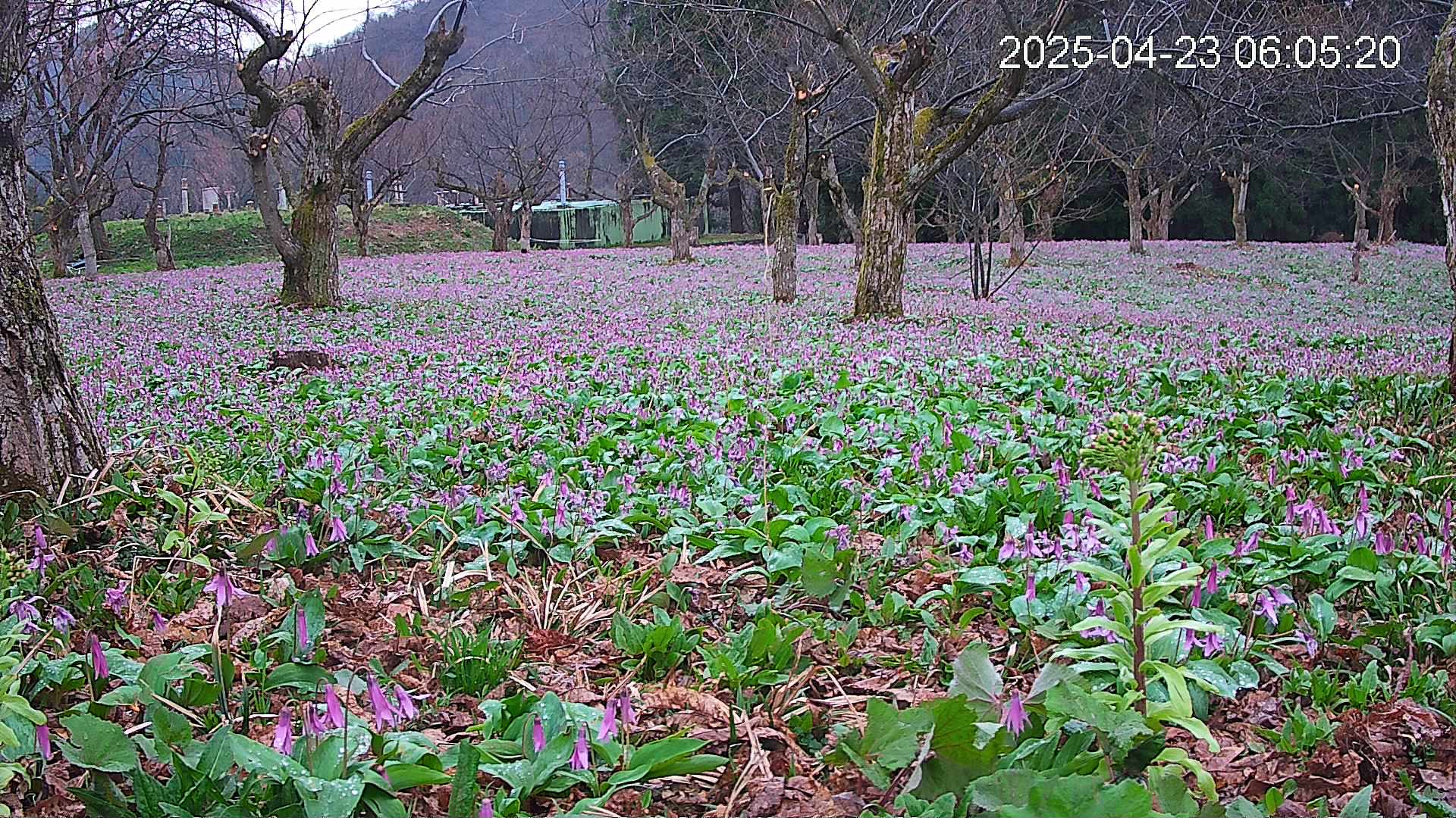 katakuri1-20250423060716.jpg
