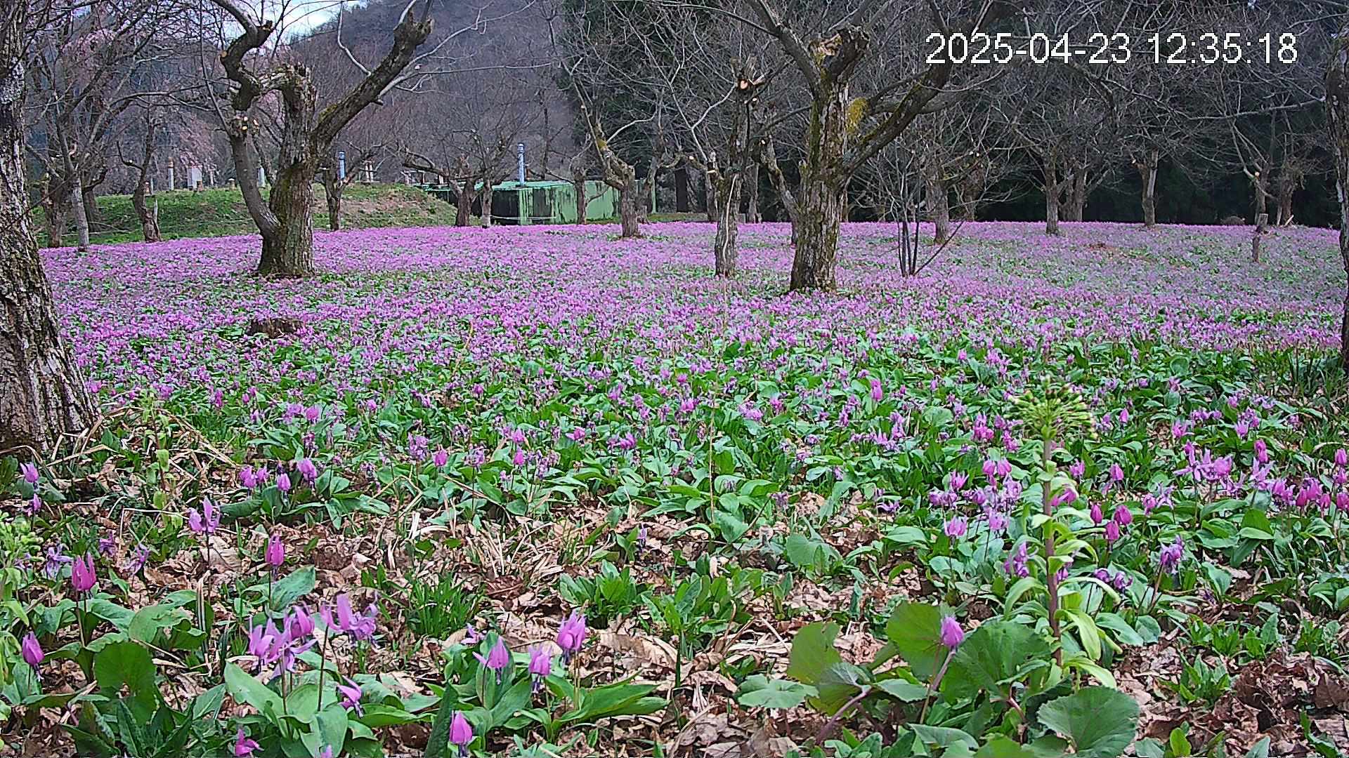 katakuri1-20250423123711.jpg