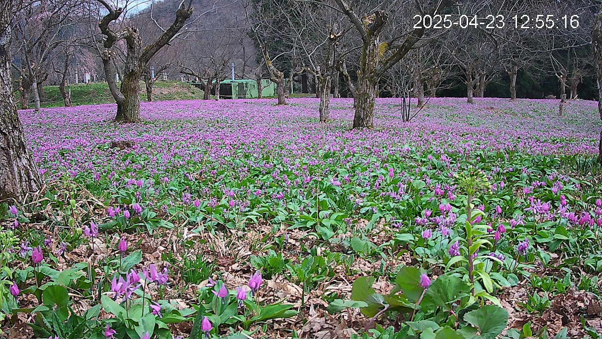 katakuri1-20250423125808.jpg