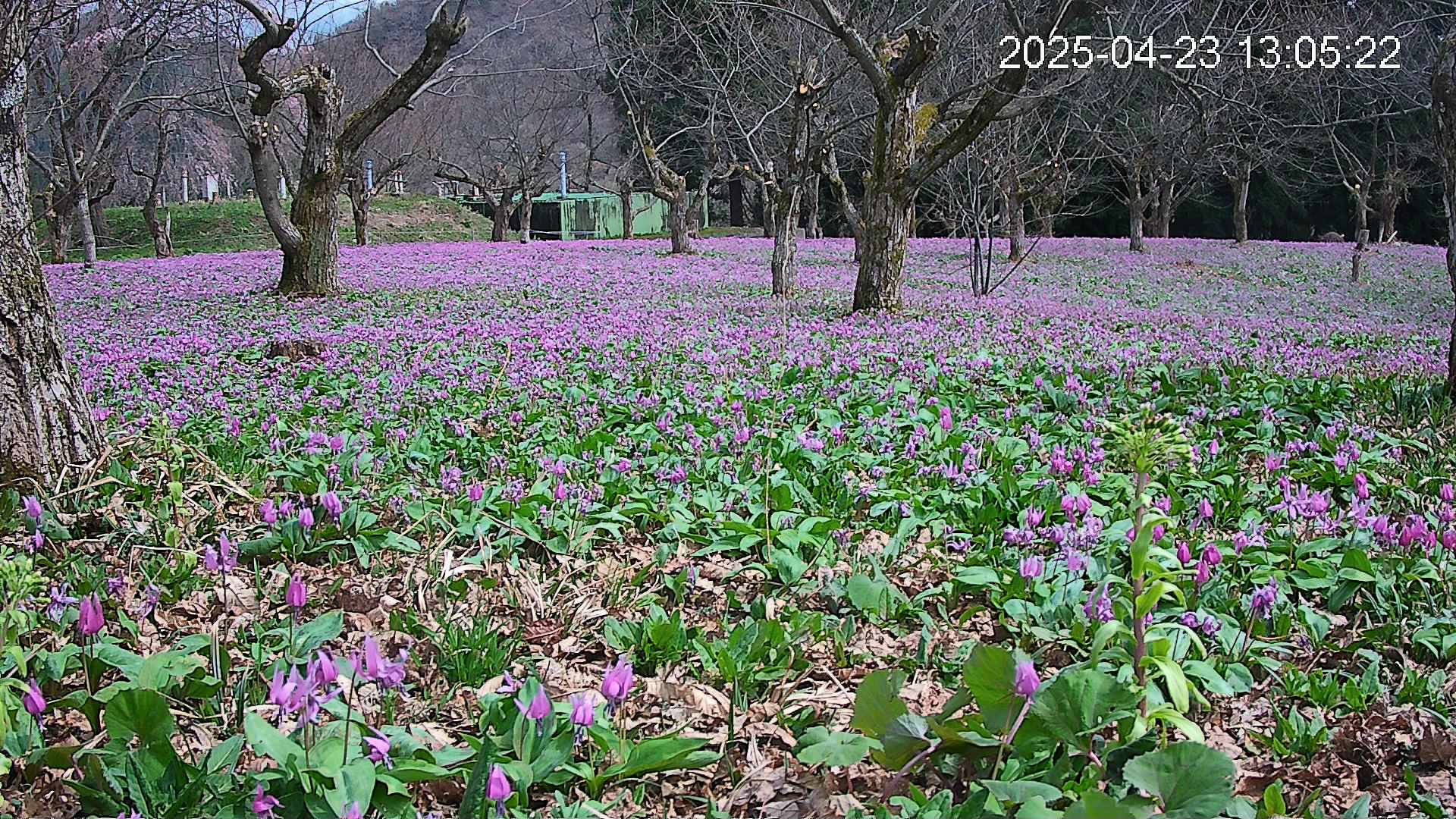 katakuri1-20250423130627.jpg