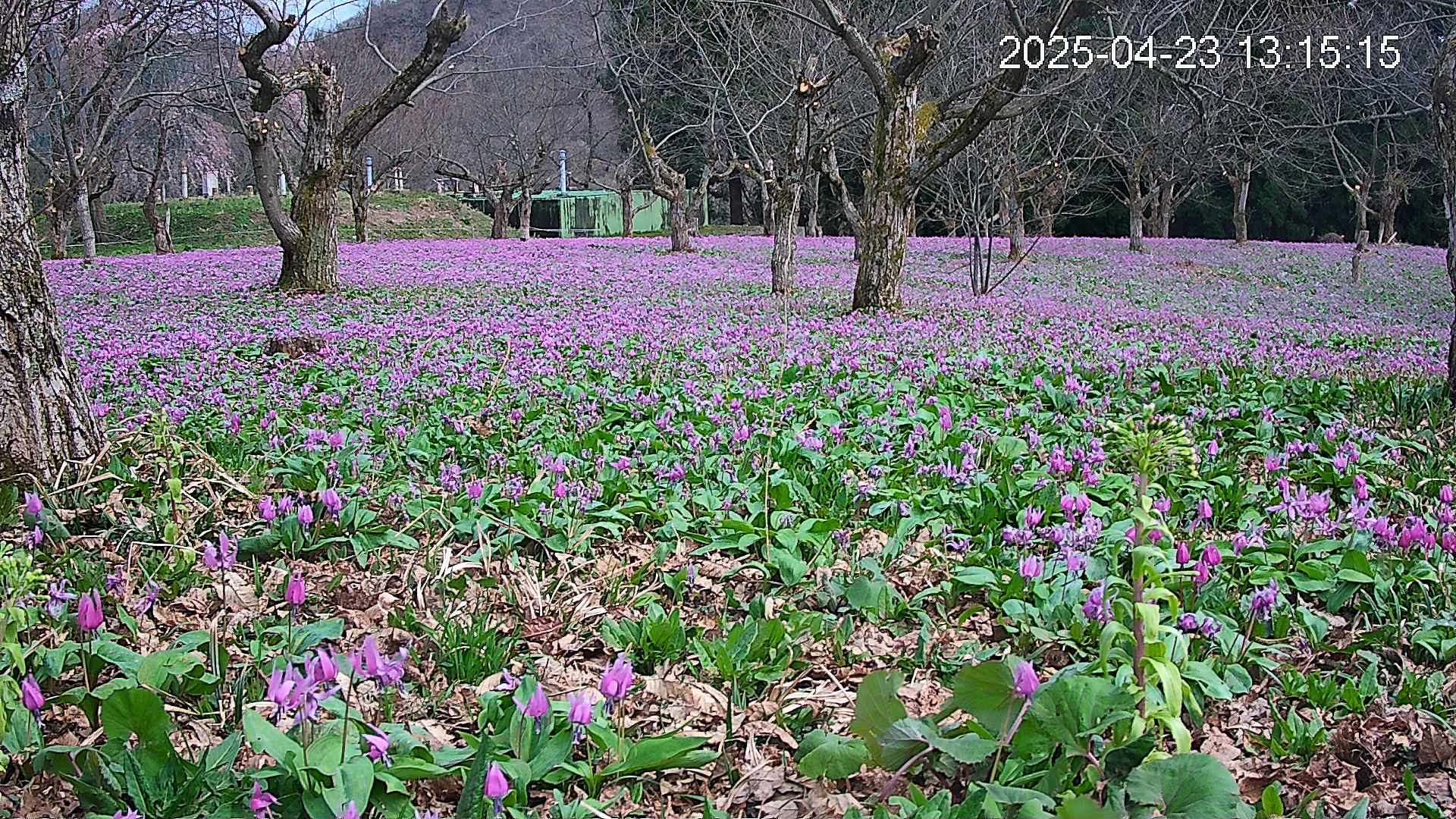 katakuri1-20250423131706.jpg