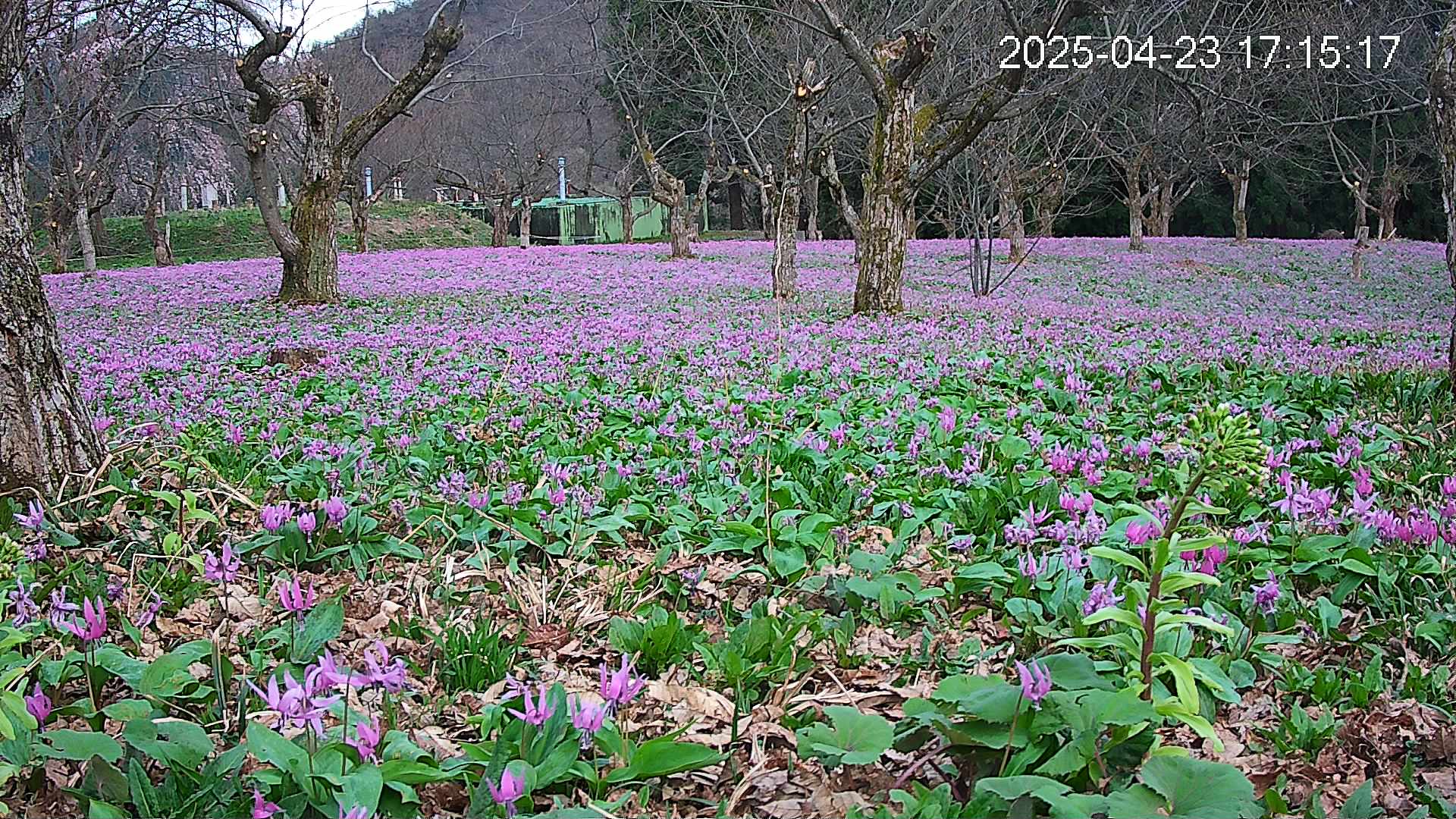 katakuri1-20250423171612.jpg