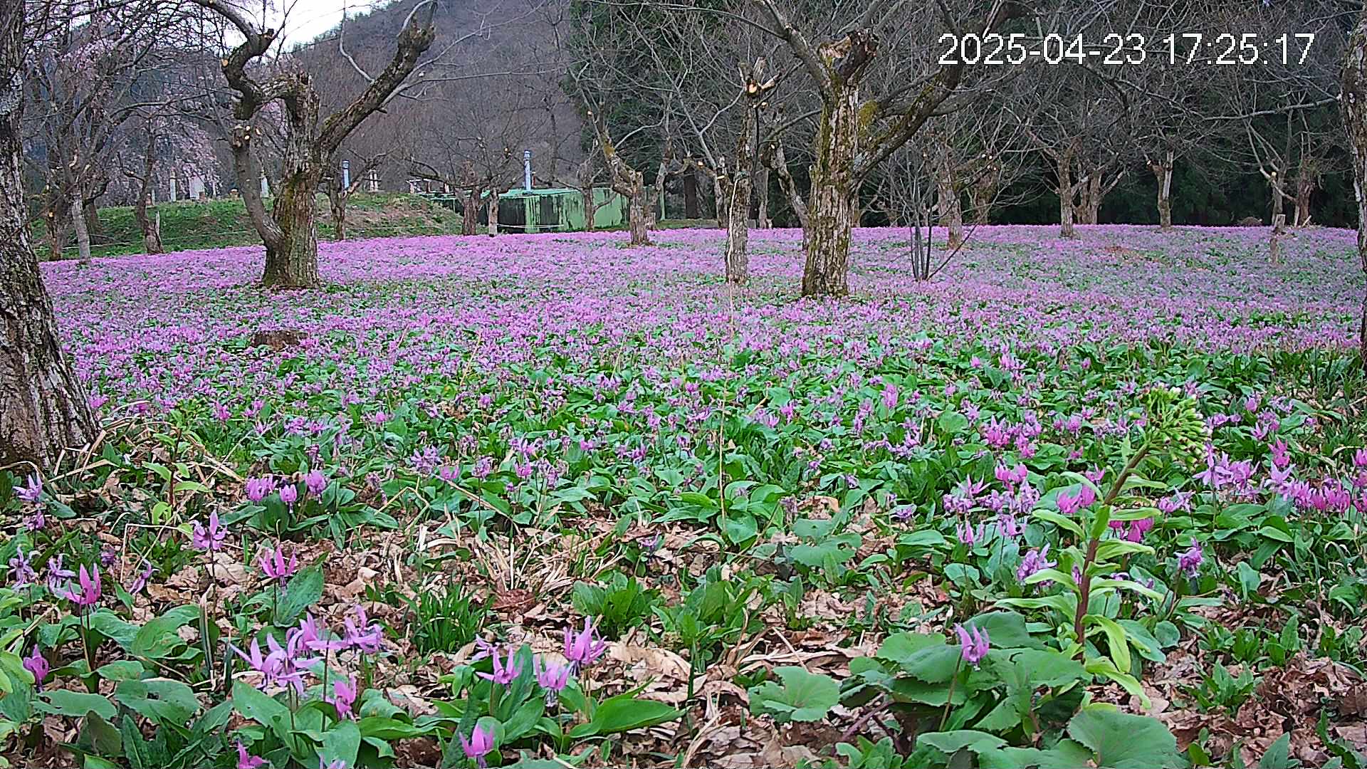 katakuri1-20250423172613.jpg
