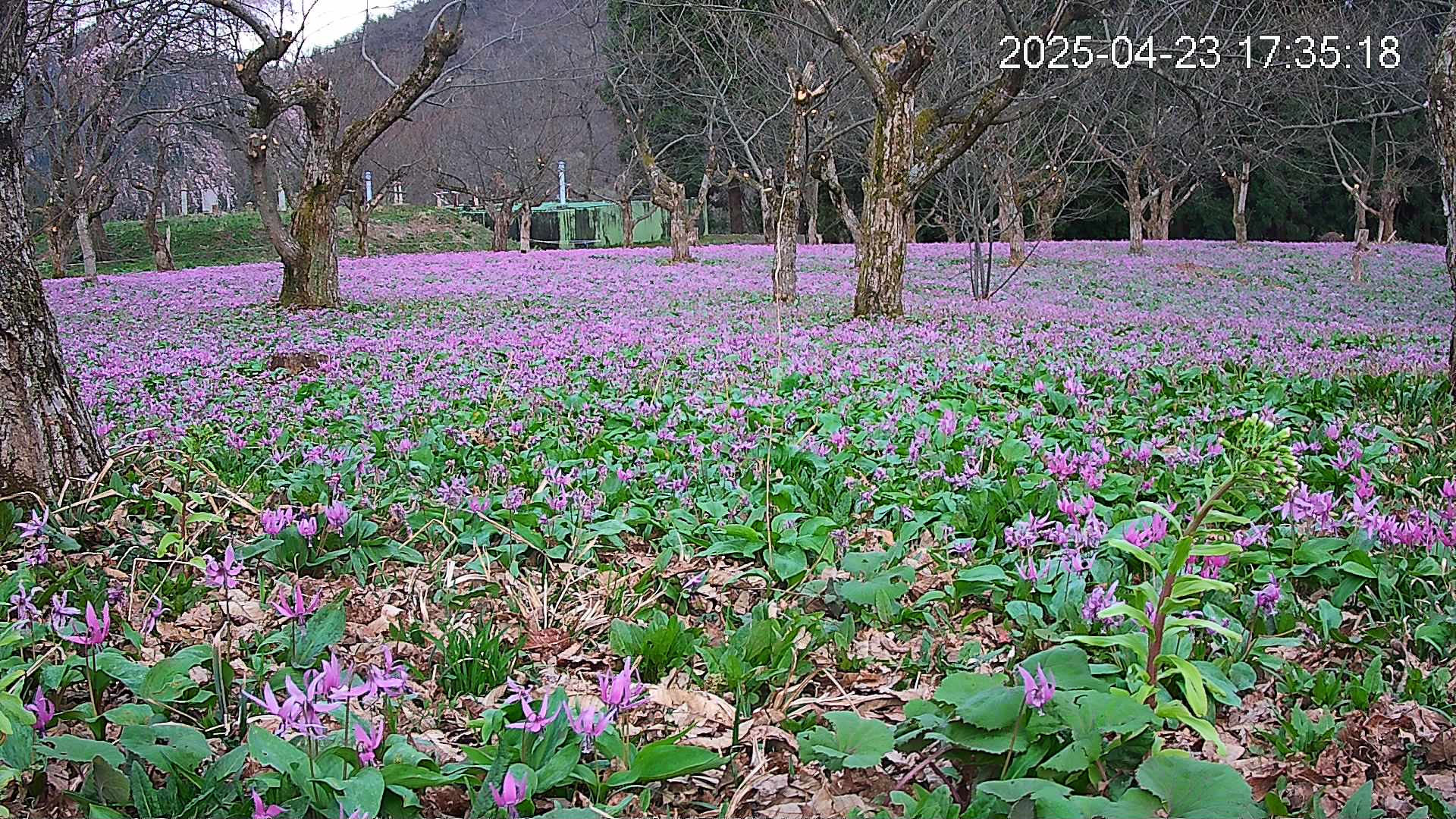 katakuri1-20250423173614.jpg