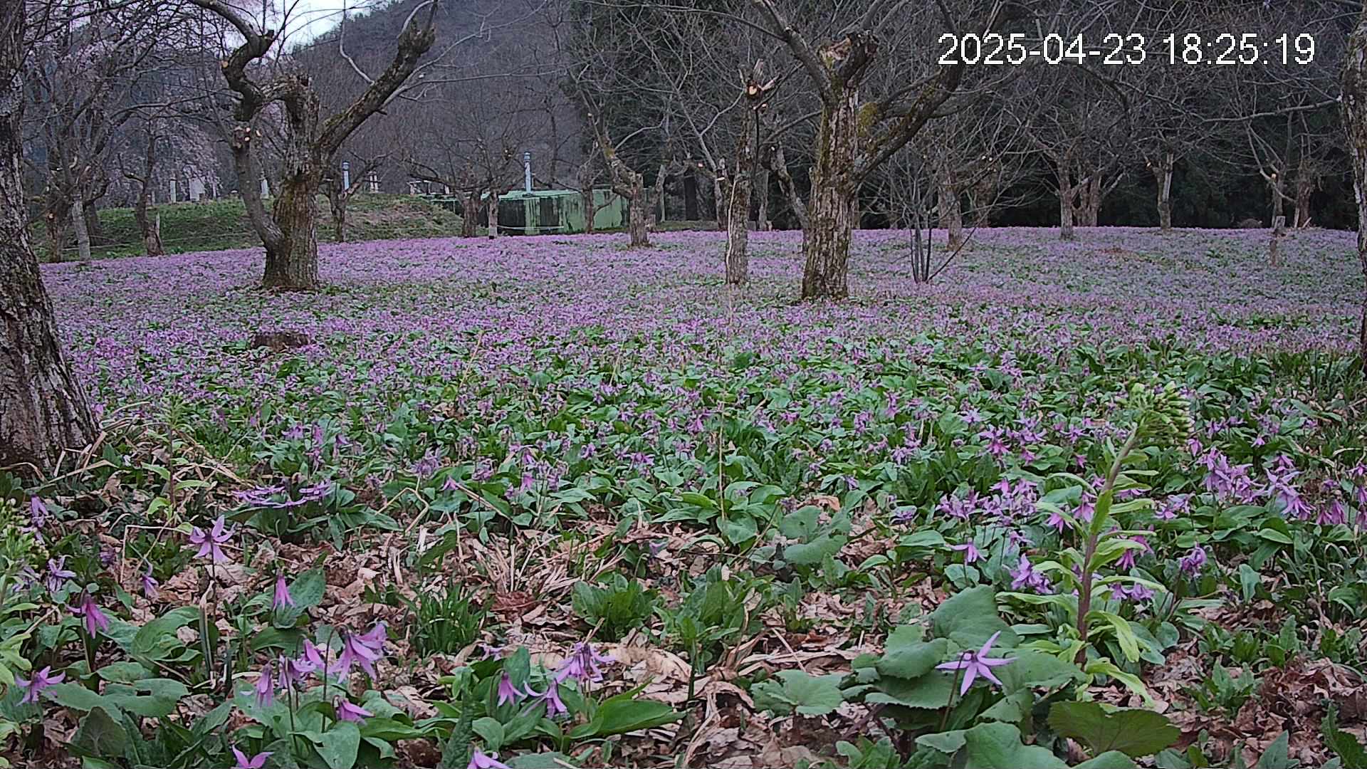 katakuri1-20250423182602.jpg