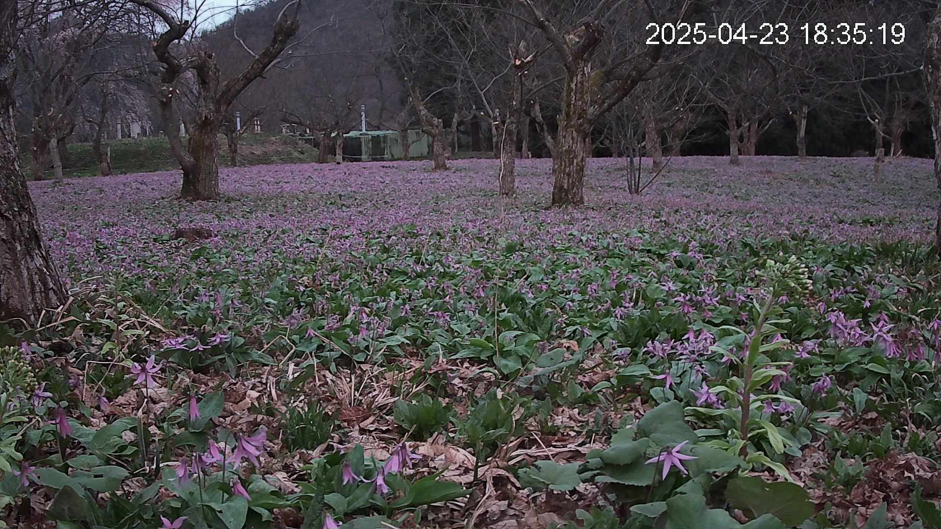 katakuri1-20250423183553.jpg