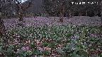 katakuri1-20250423183553.jpg