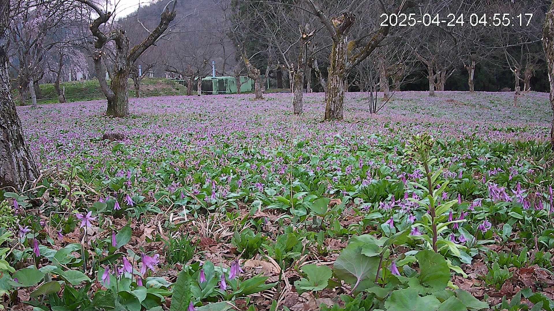 katakuri1-20250424045620.jpg