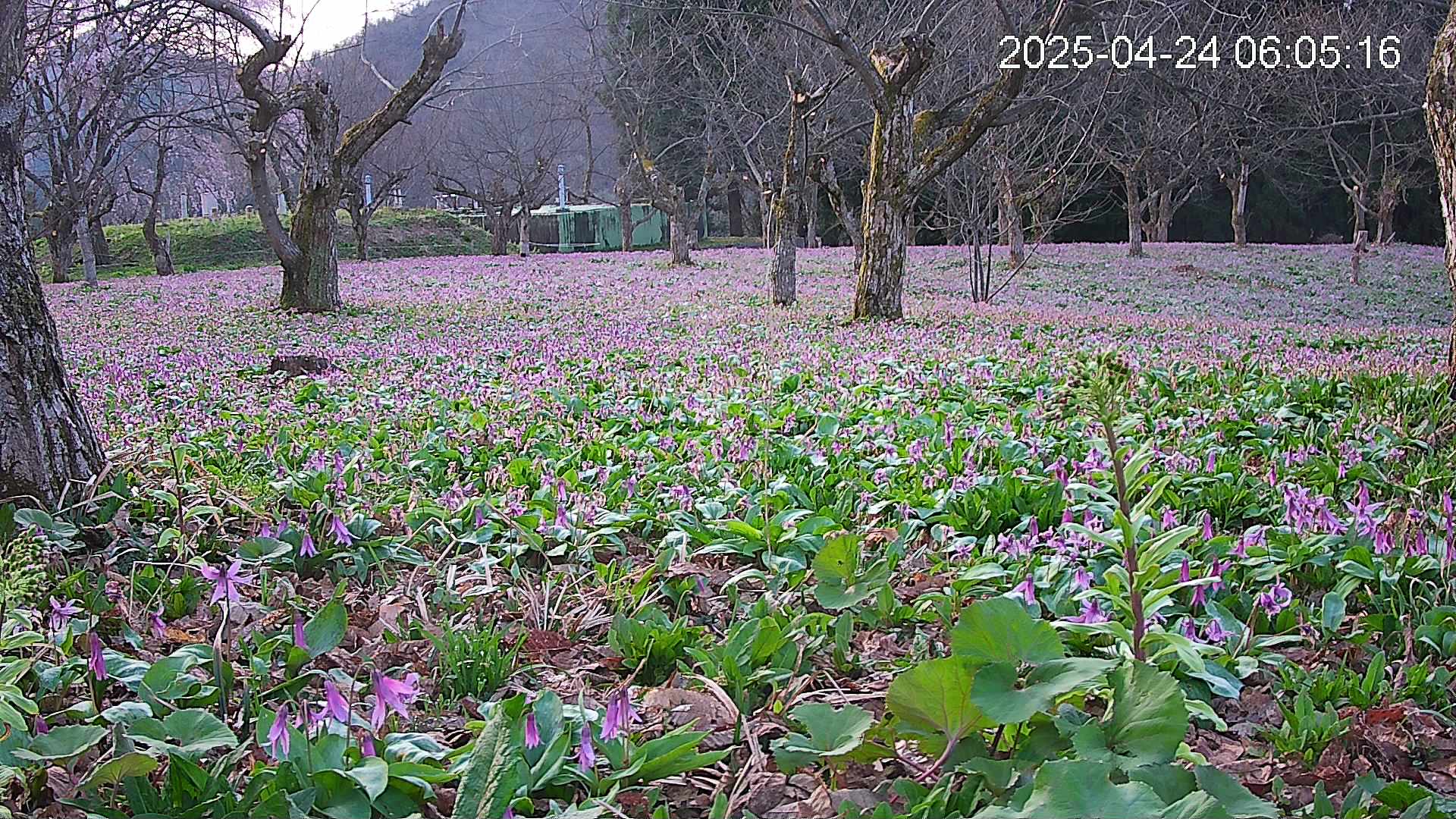 katakuri1-20250424060612.jpg