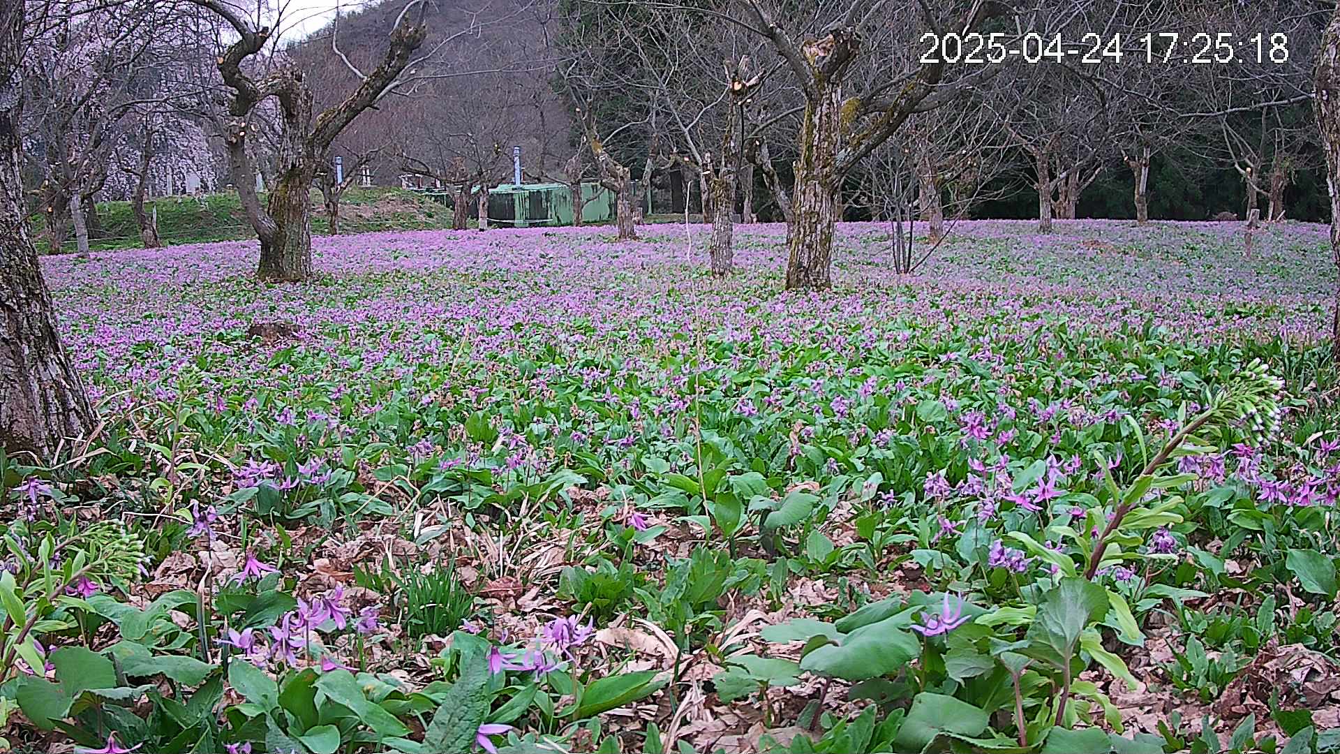 katakuri1-20250424172615.jpg