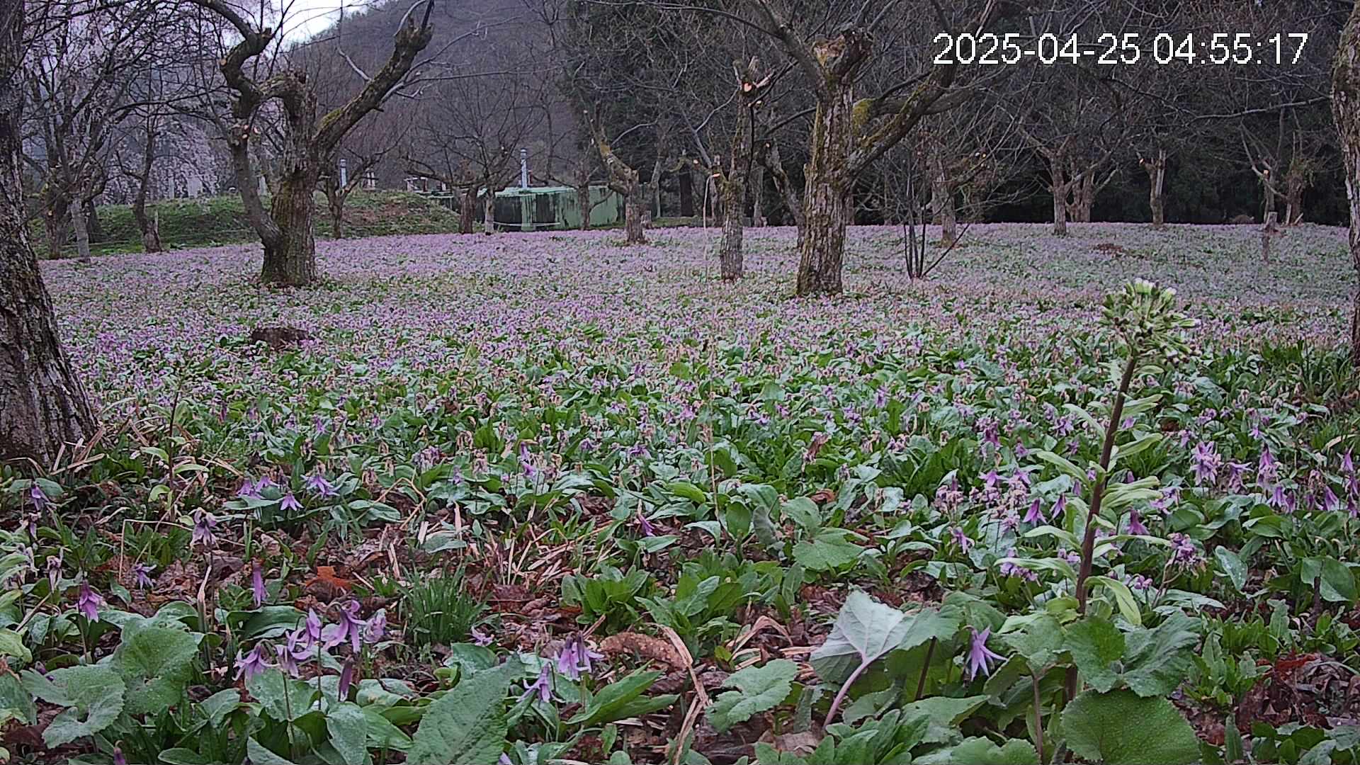 katakuri1-20250425045555.jpg