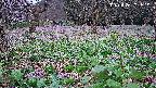 katakuri1-20250425101617.jpg