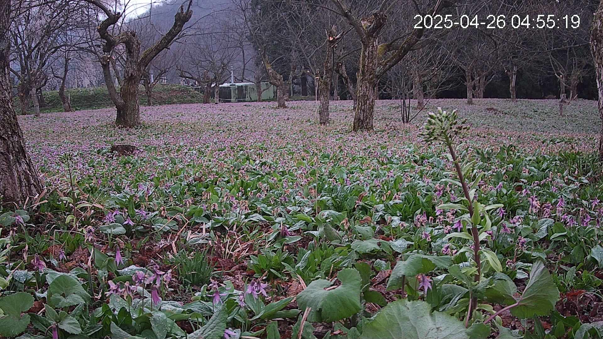 katakuri1-20250426045557.jpg