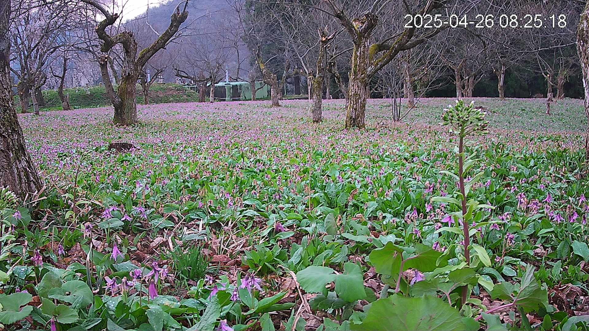 katakuri1-20250426082614.jpg