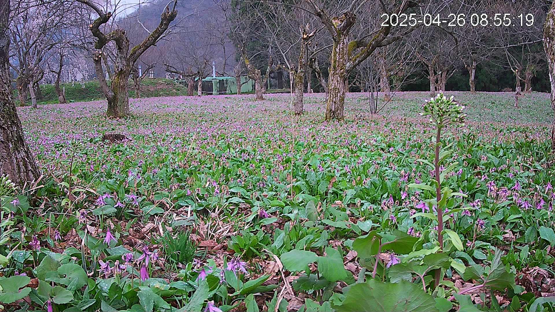 katakuri1-20250426085614.jpg