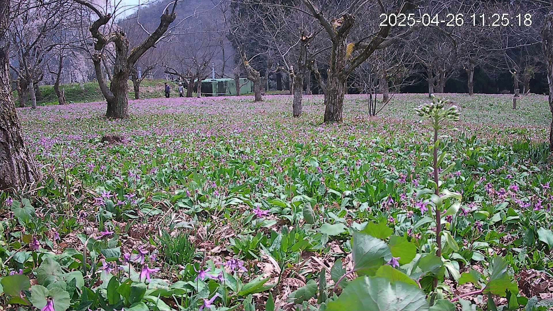 katakuri1-20250426112613.jpg