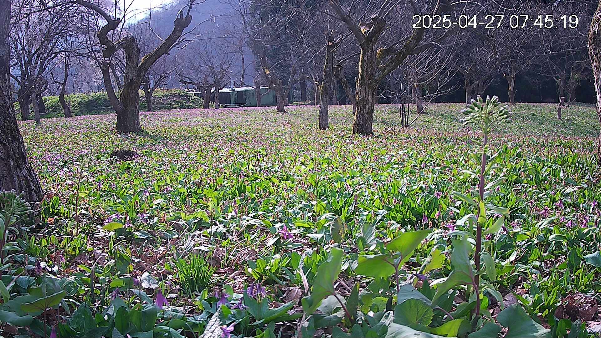 katakuri1-20250427074616.jpg