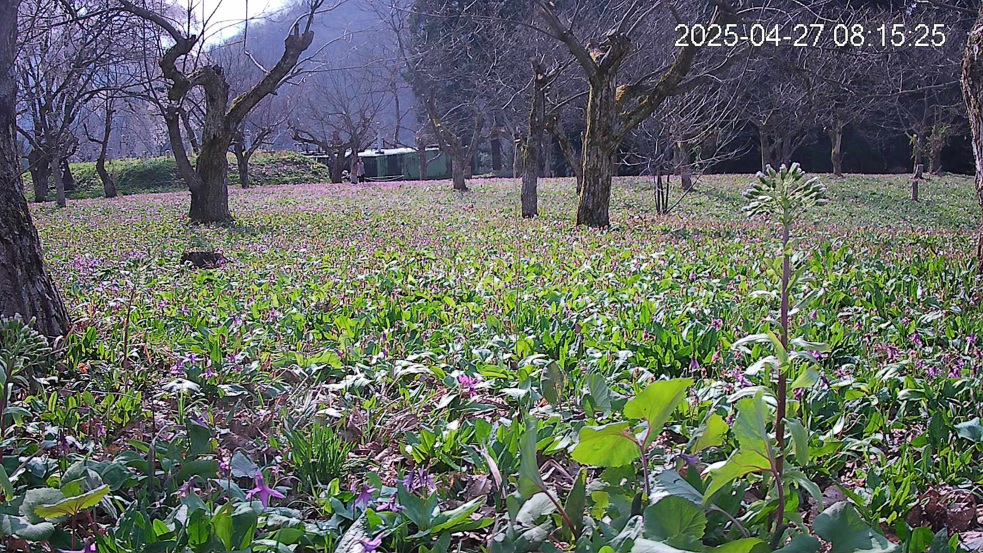 katakuri1-20250427081622.jpg