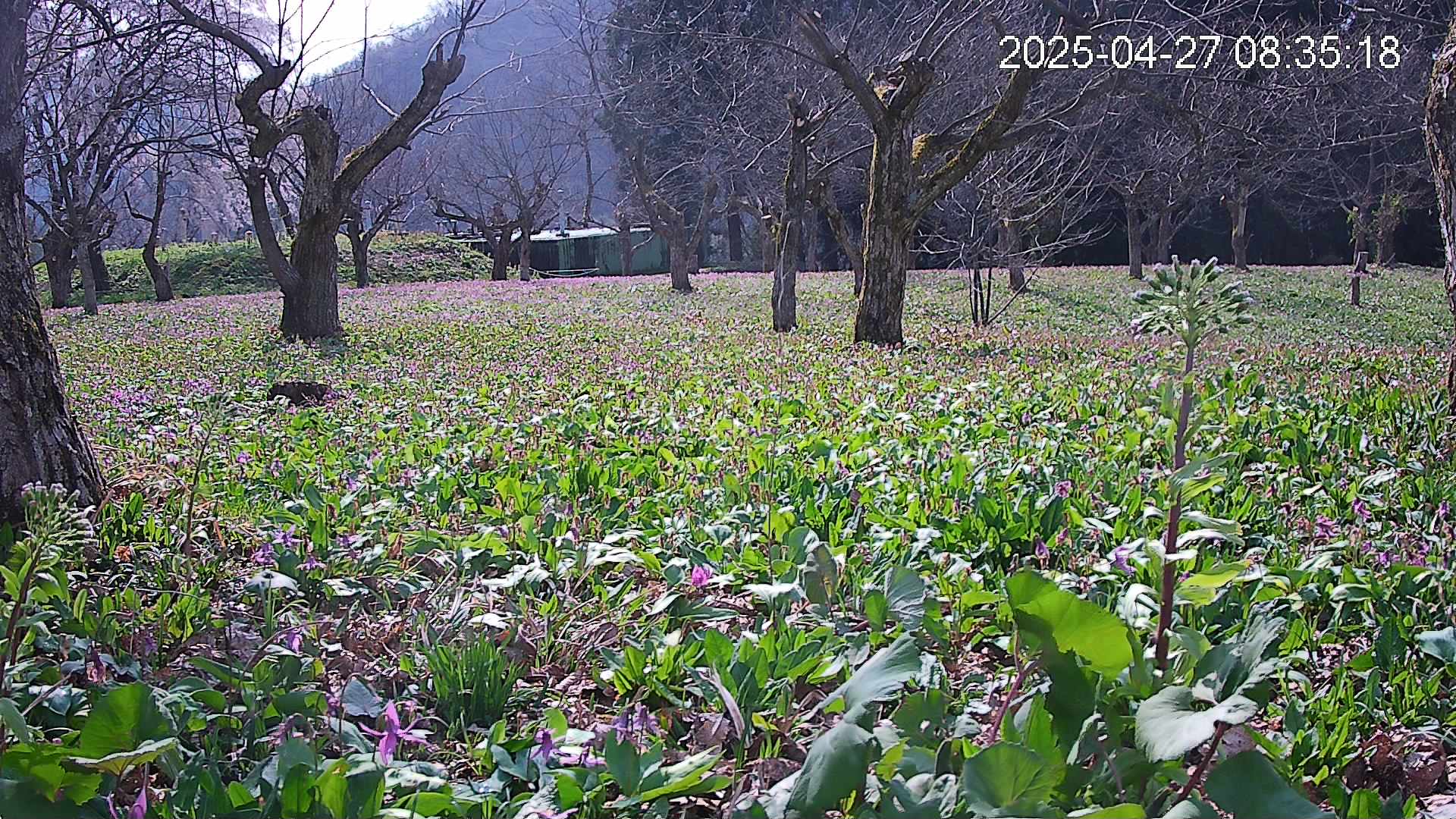 katakuri1-20250427083610.jpg