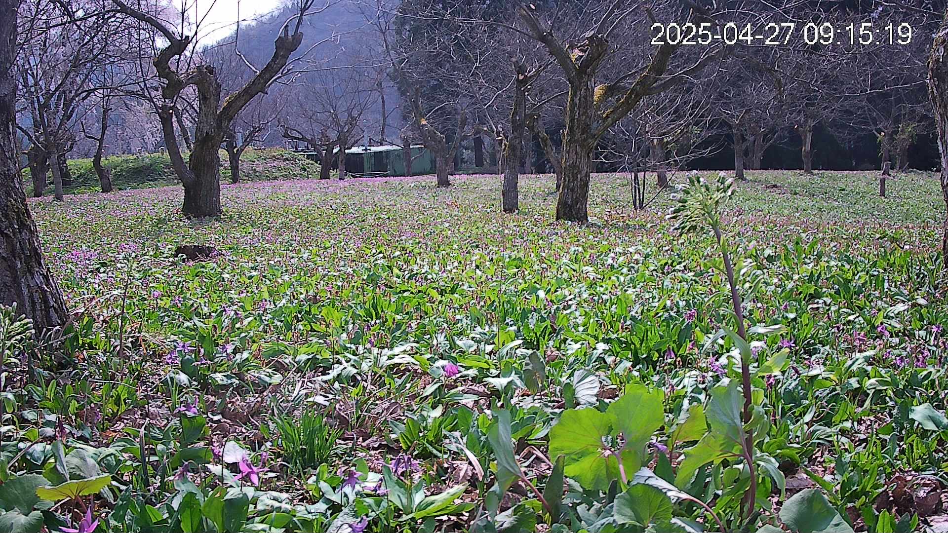 katakuri1-20250427091615.jpg