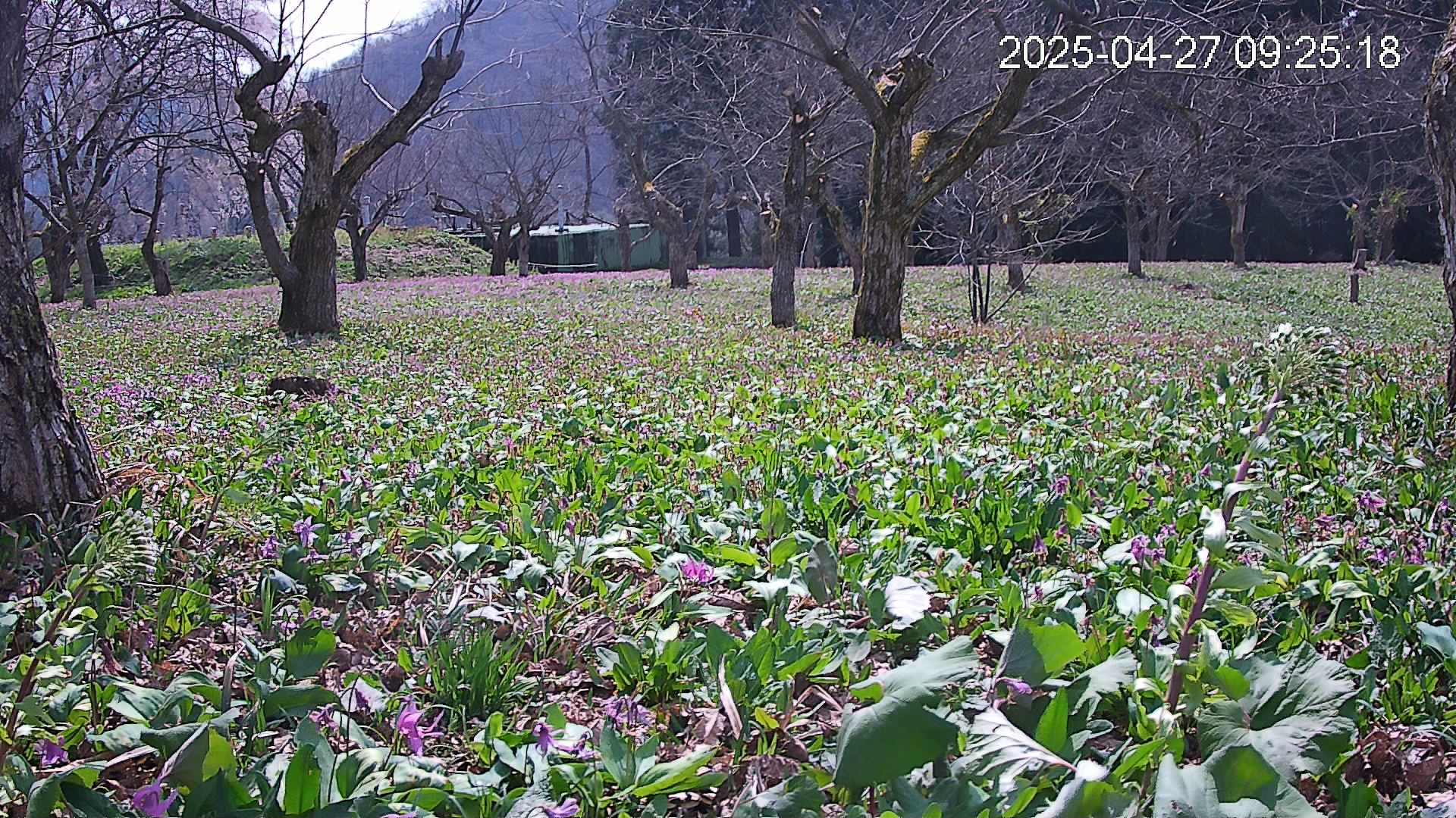 katakuri1-20250427092607.jpg