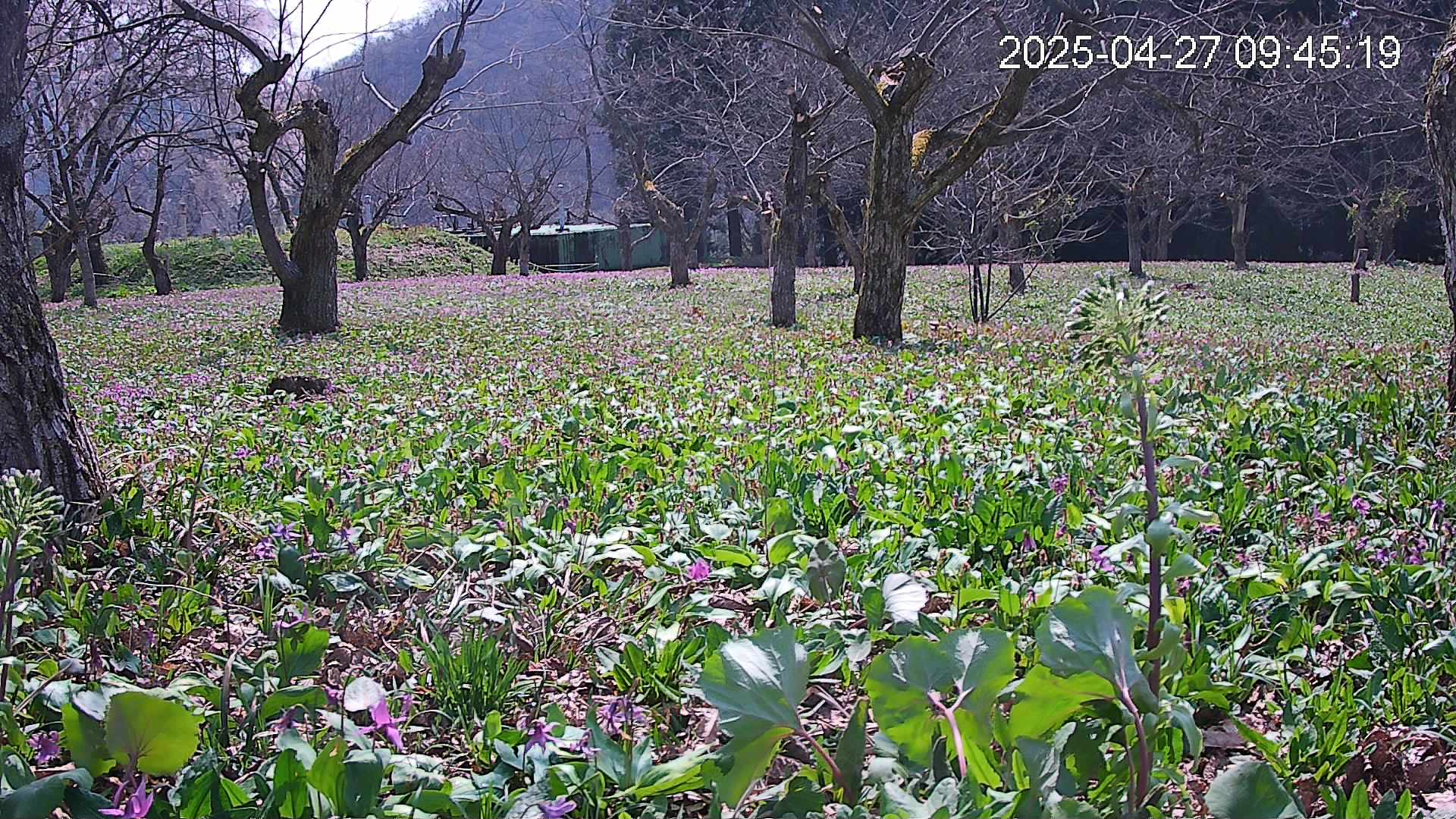 katakuri1-20250427094612.jpg