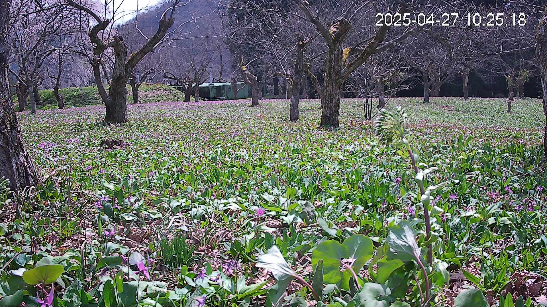 katakuri1-20250427102616.jpg