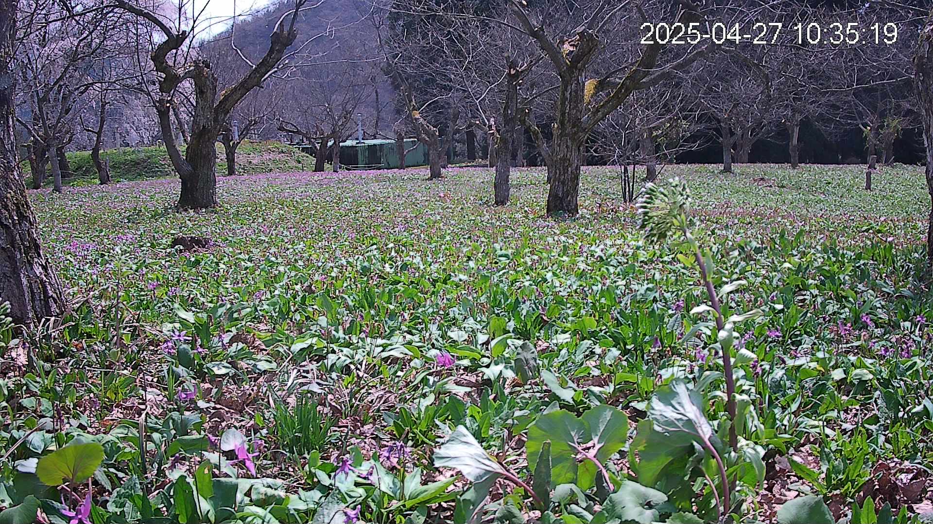 katakuri1-20250427103619.jpg