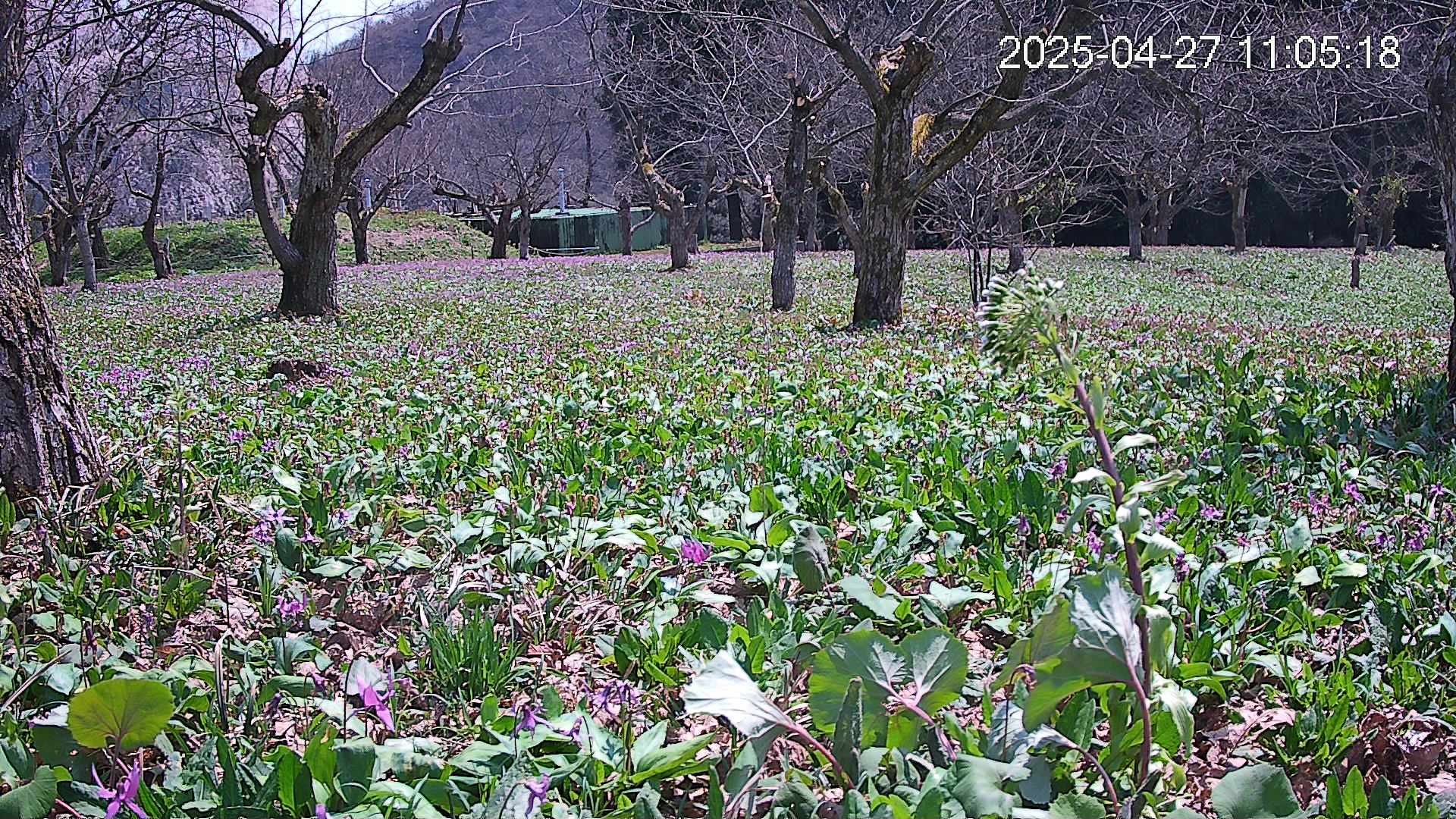 katakuri1-20250427110621.jpg