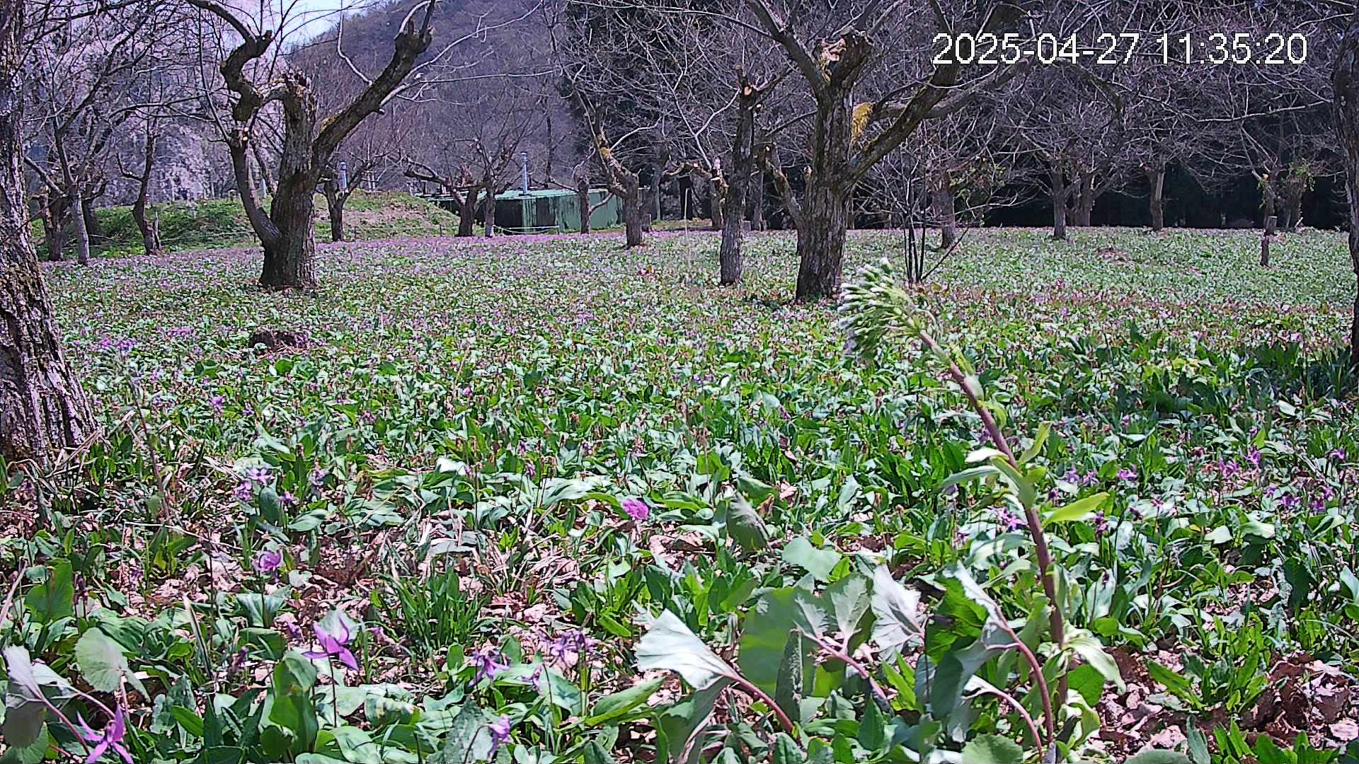 katakuri1-20250427113620.jpg